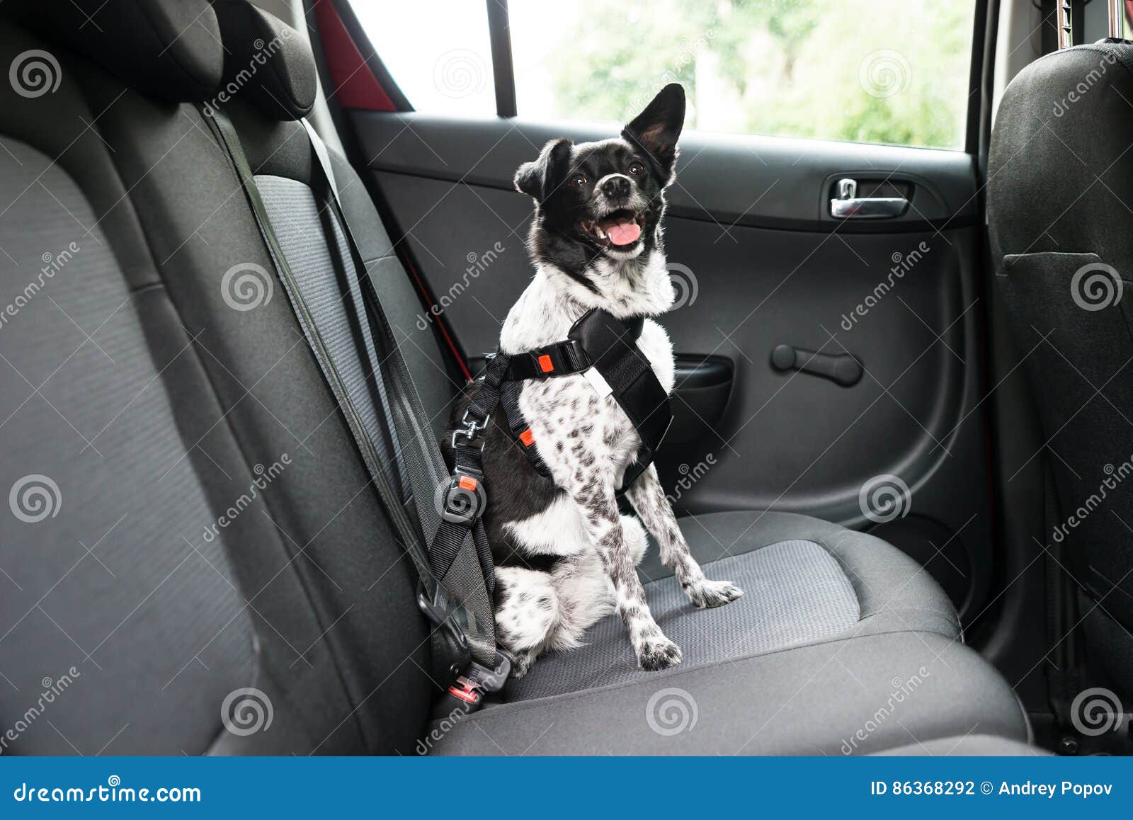 Hund, Der in Einem Auto Sitzt Stockfoto - Bild von welpe, luxus: 86368292