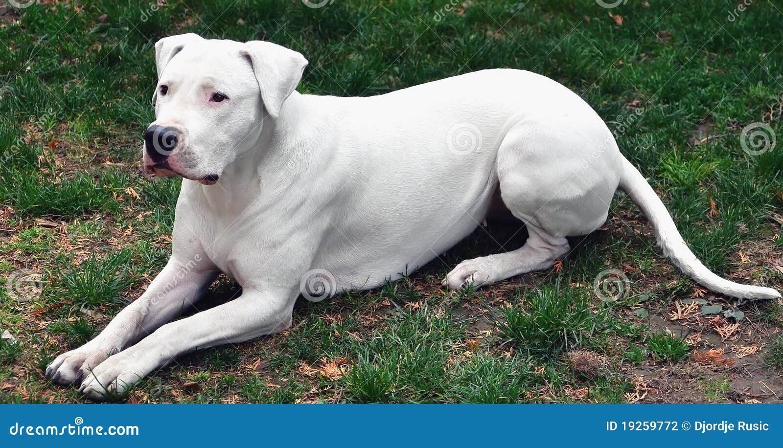 Hund, Der Einen Befehl Wartet Stockfoto Bild von fahrwerkbeine, blick