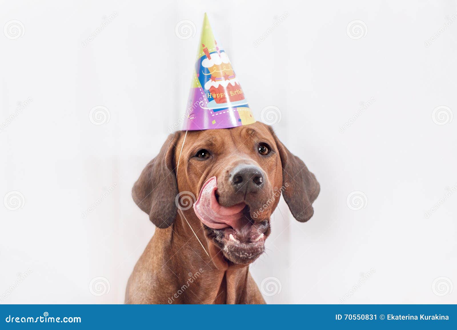 Hund, Der Geburtstag Feiert Stockbild Bild von köstlich, hell 70550831