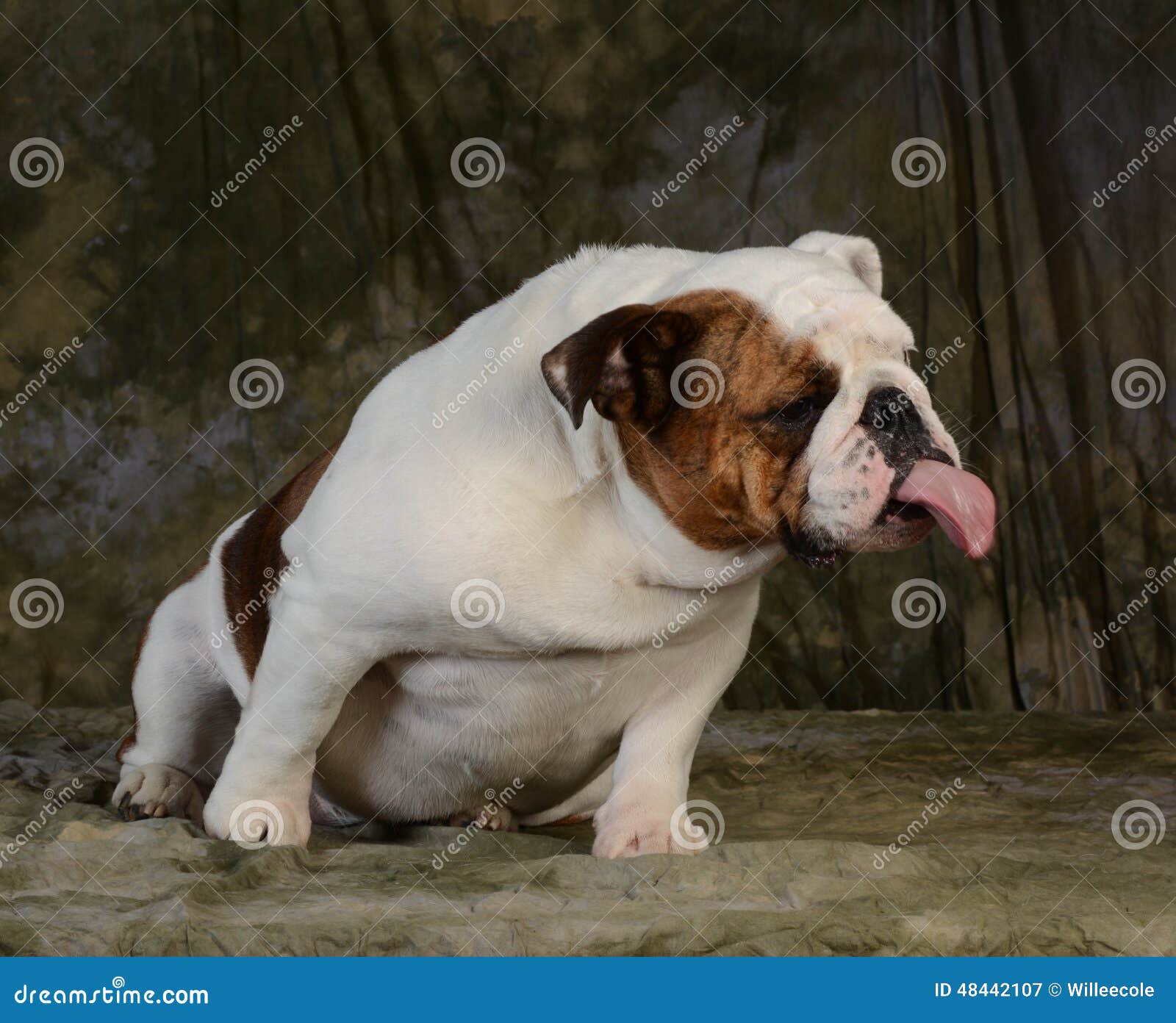 Hund, Der Heraus Zunge Haftet Stockbild Bild von welpe, bulldogge