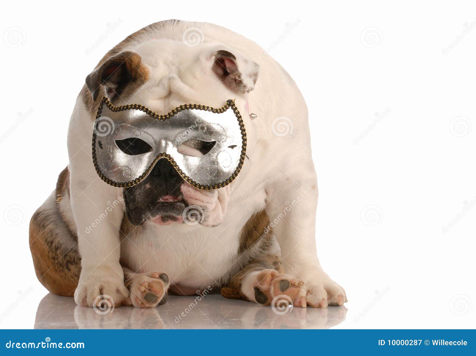 Hund, Der Hinter Schablone Sich Versteckt Stockbild Bild von doggy