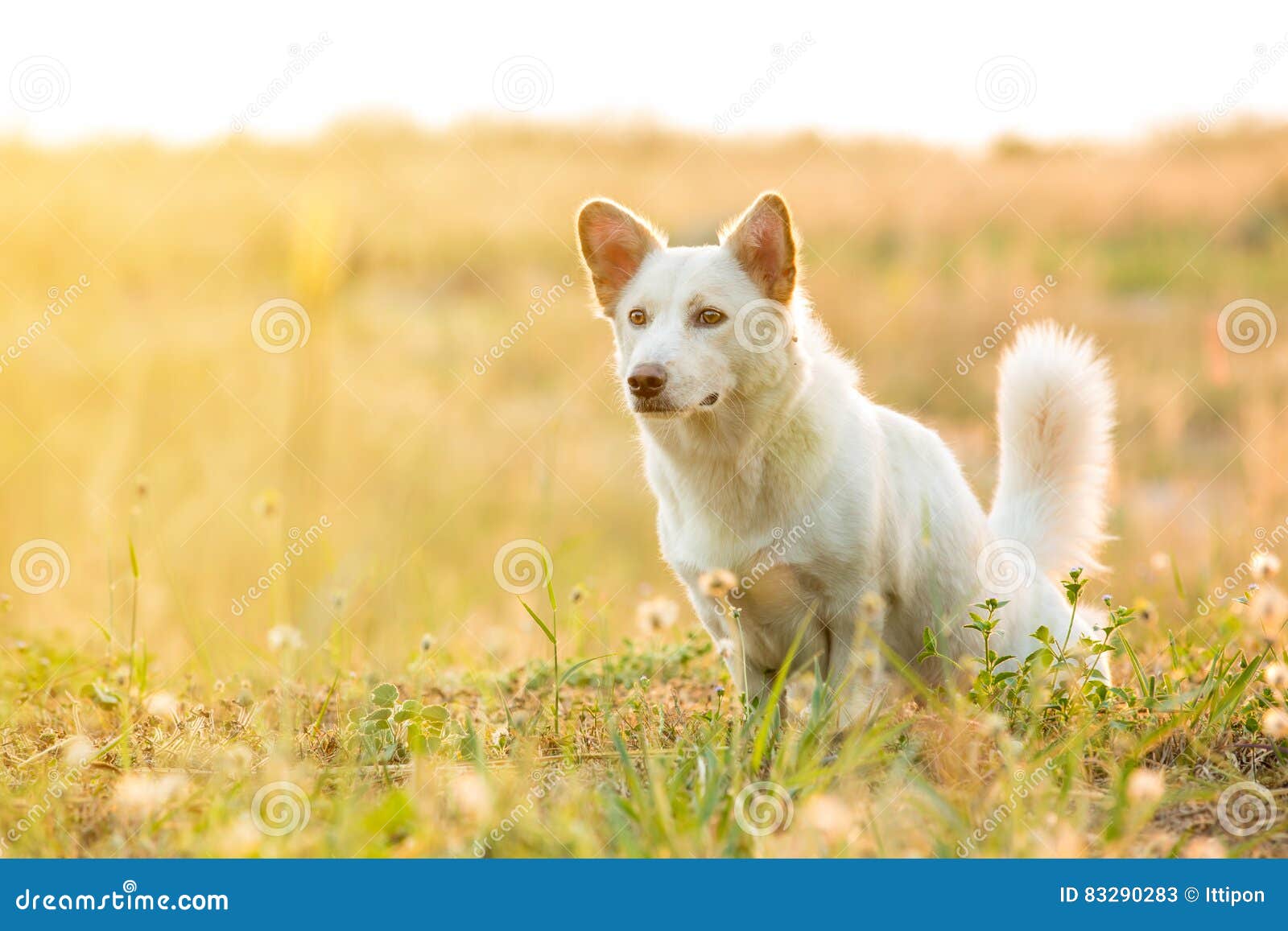 Hund, Der Im Park Pooping Ist Stockbild Bild von rückstände