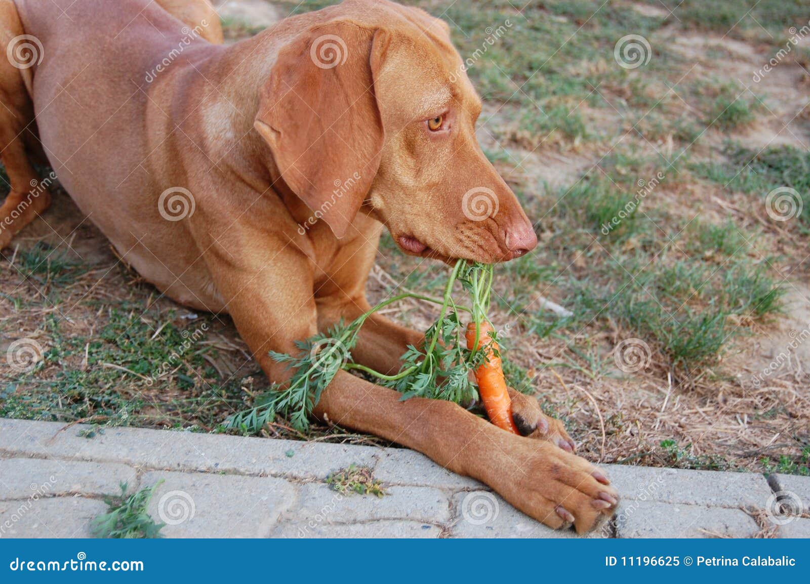 Hund, der Karotte isst stockbild. Bild von gesund, nett 11196625