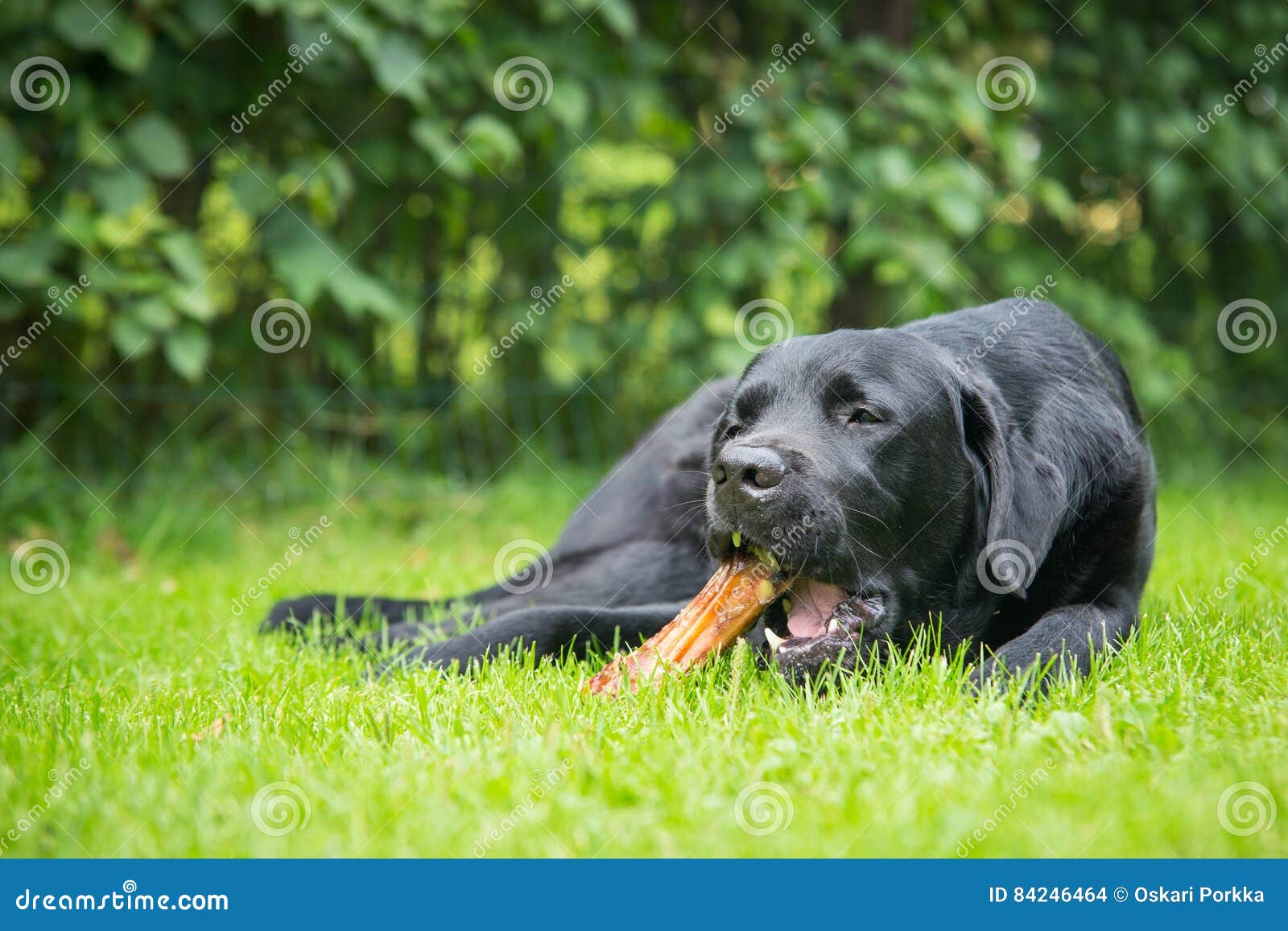 Hund, der Knochen isst stockfoto. Bild von gras, labrador 84246464