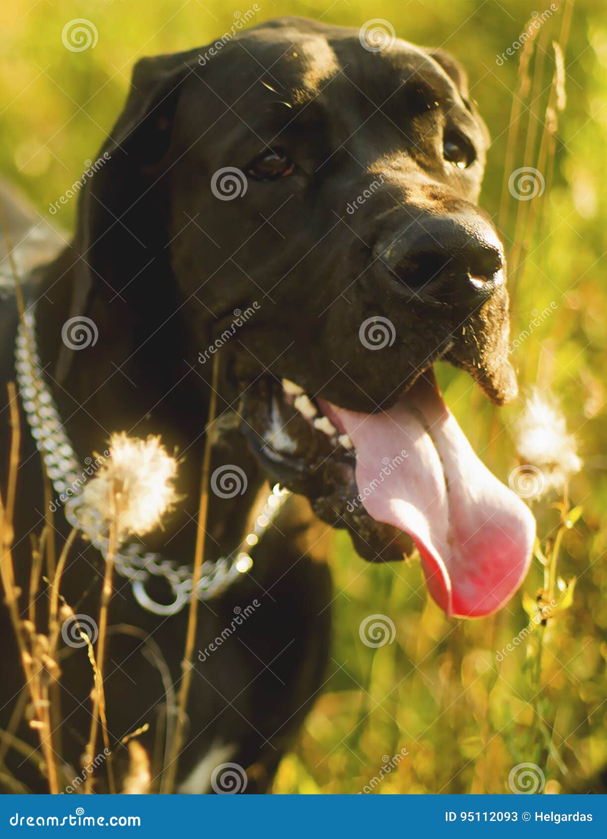 Hund, Der Lange Zunge Zeigt Stockbild Bild von sommer, lang 95112093
