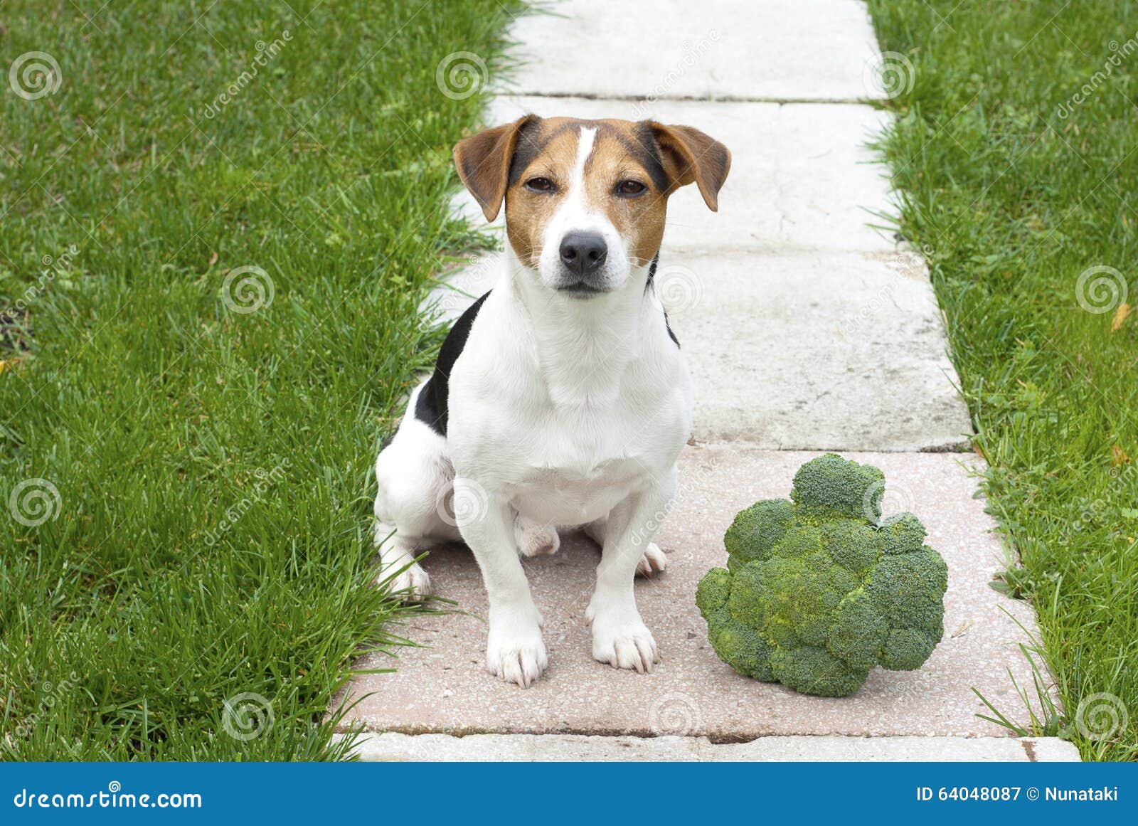 Hund, Der Mit Brokkoli Sitzt Stockbild Bild von vegetarier, imbiß