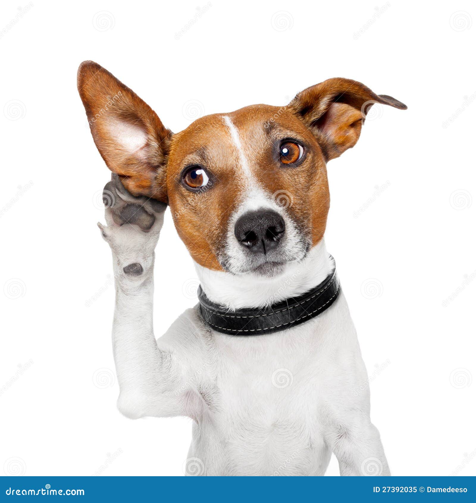 Hund, Der Mit Dem Großen Ohr Hört Stockbild Bild von geheimnis