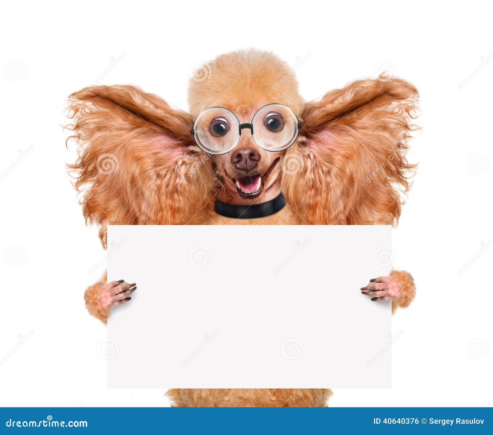 Hund, Der Mit Den Großen Ohren Hört Stockfoto Bild von großen, hund