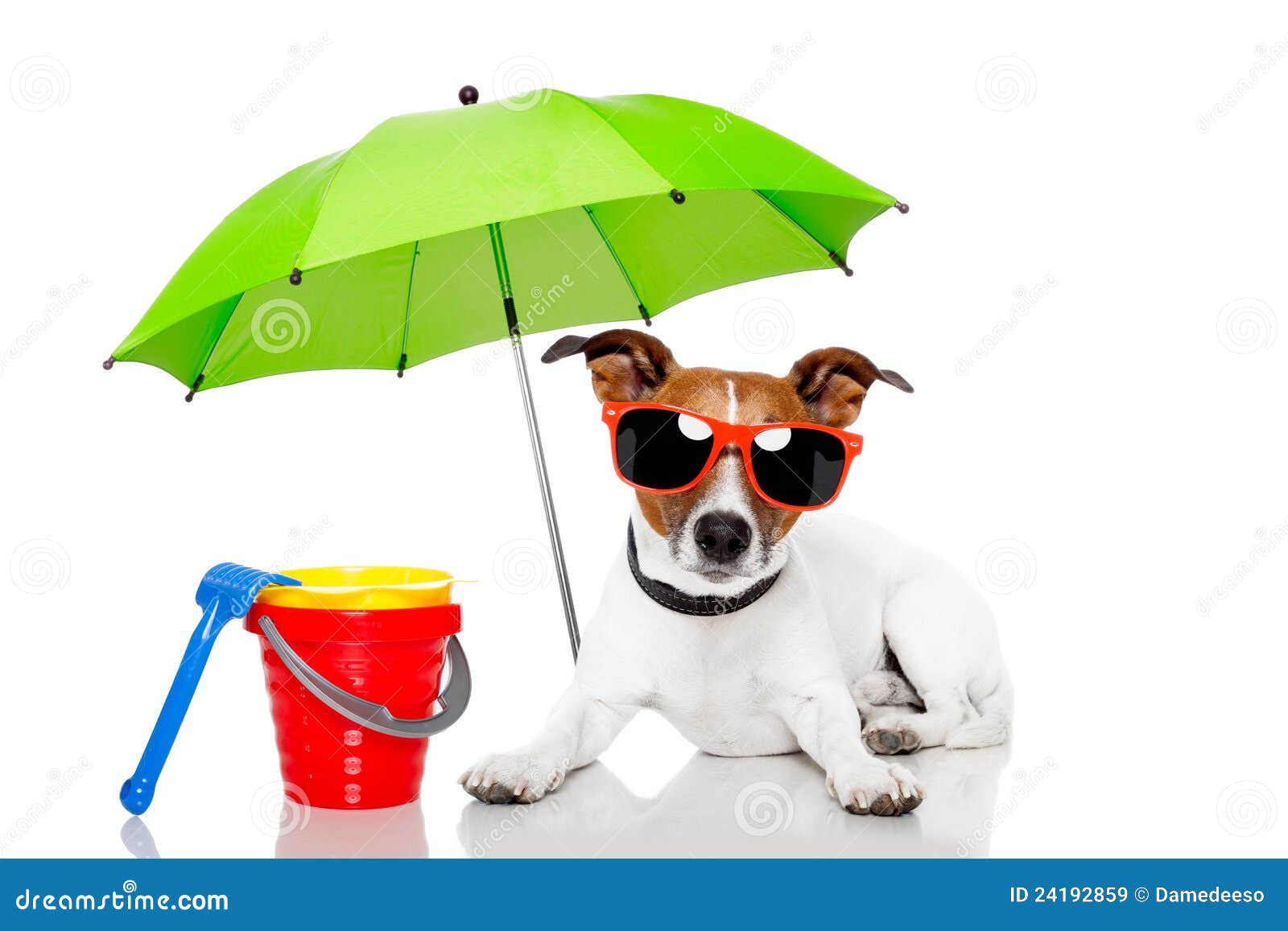 Hund, Der Mit Regenschirm Ein Sonnenbad Nimmt Stockbild Bild von