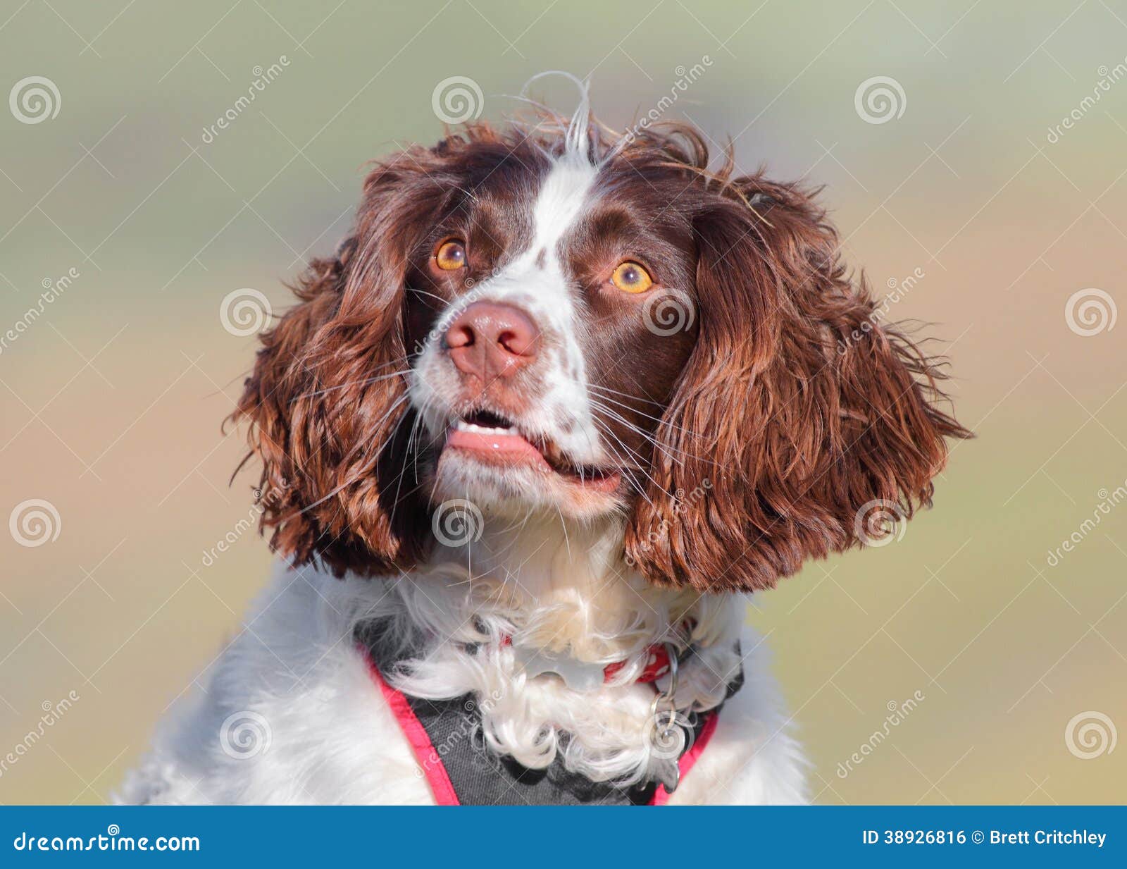 Hund, der oben schaut stockfoto. Bild von flaumig, rettung 38926816