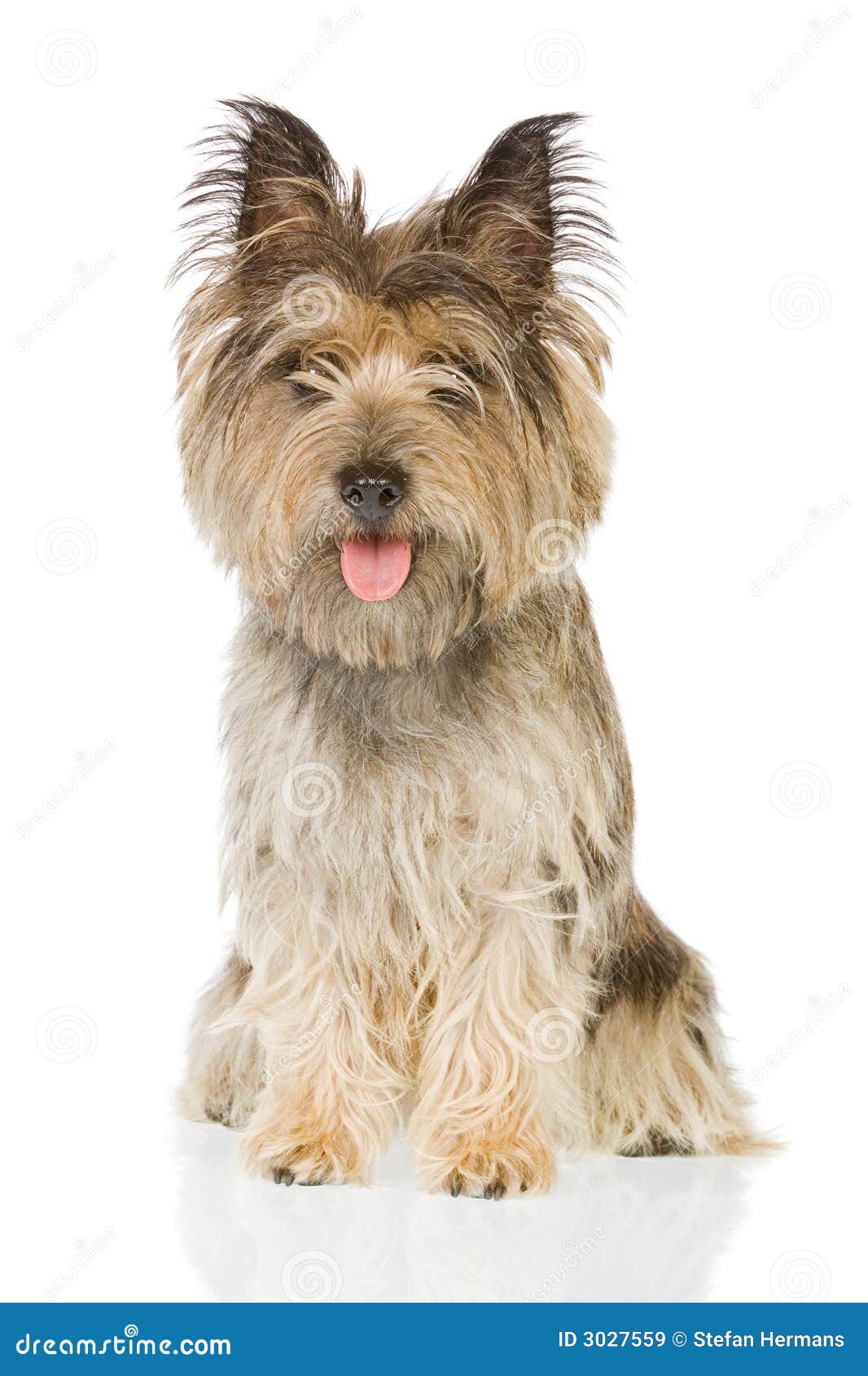 Hund, der oben sitzt stockbild. Bild von farbe, lustig 3027559