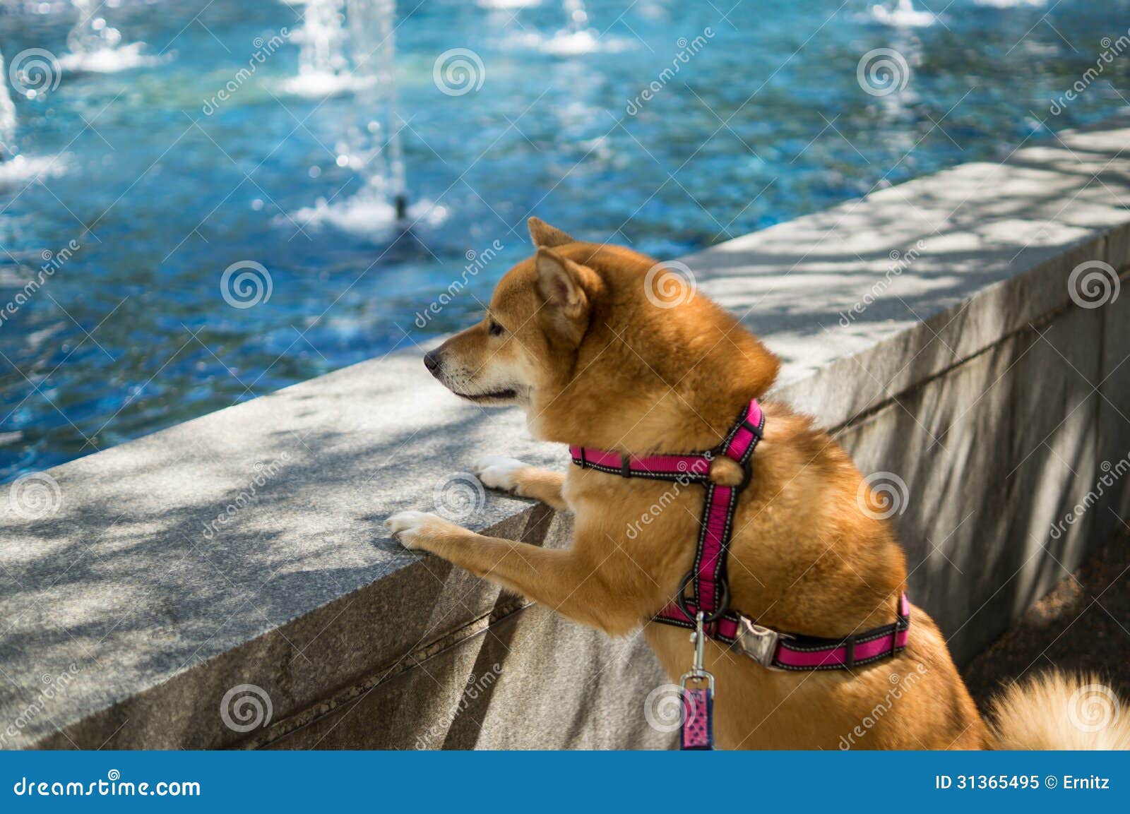 Hund, der Pool betrachtet stockbild. Bild von leiste 31365495