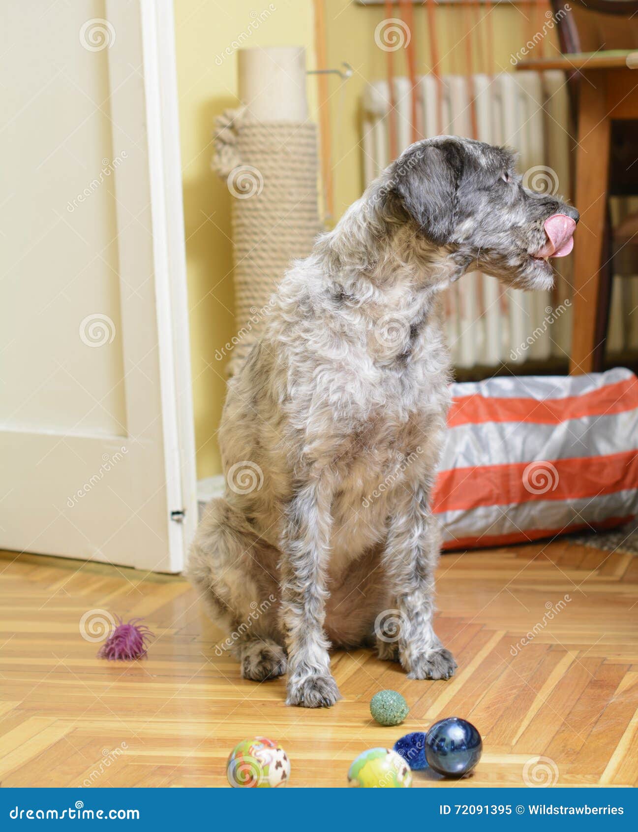 Hund, Der Seine Schnauze Sitzt Und Leckt Stockbild Bild von säugetier