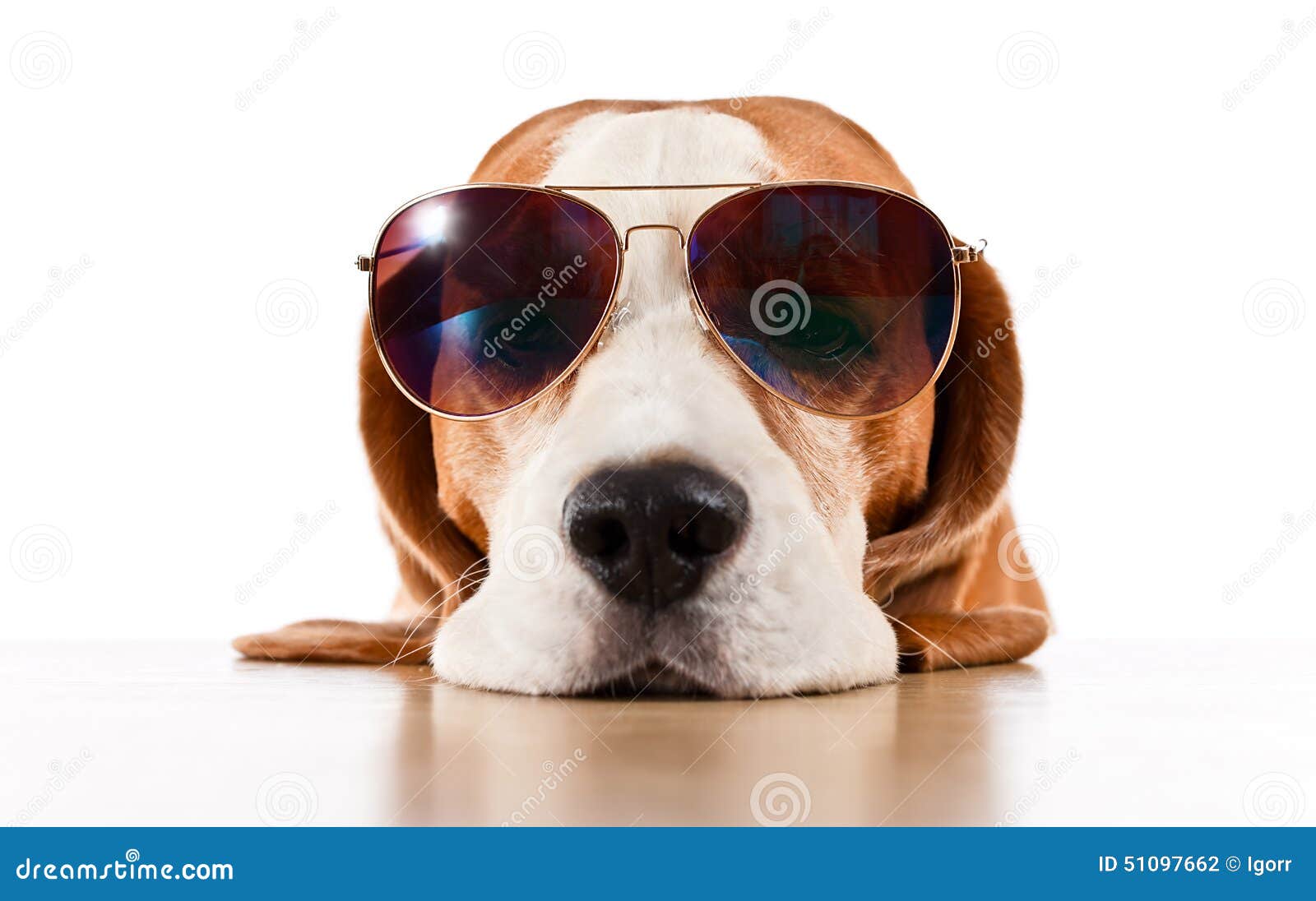 Hund In Der Sonnenbrille Lokalisiert Auf Weiß Stockfoto Bild 51097662