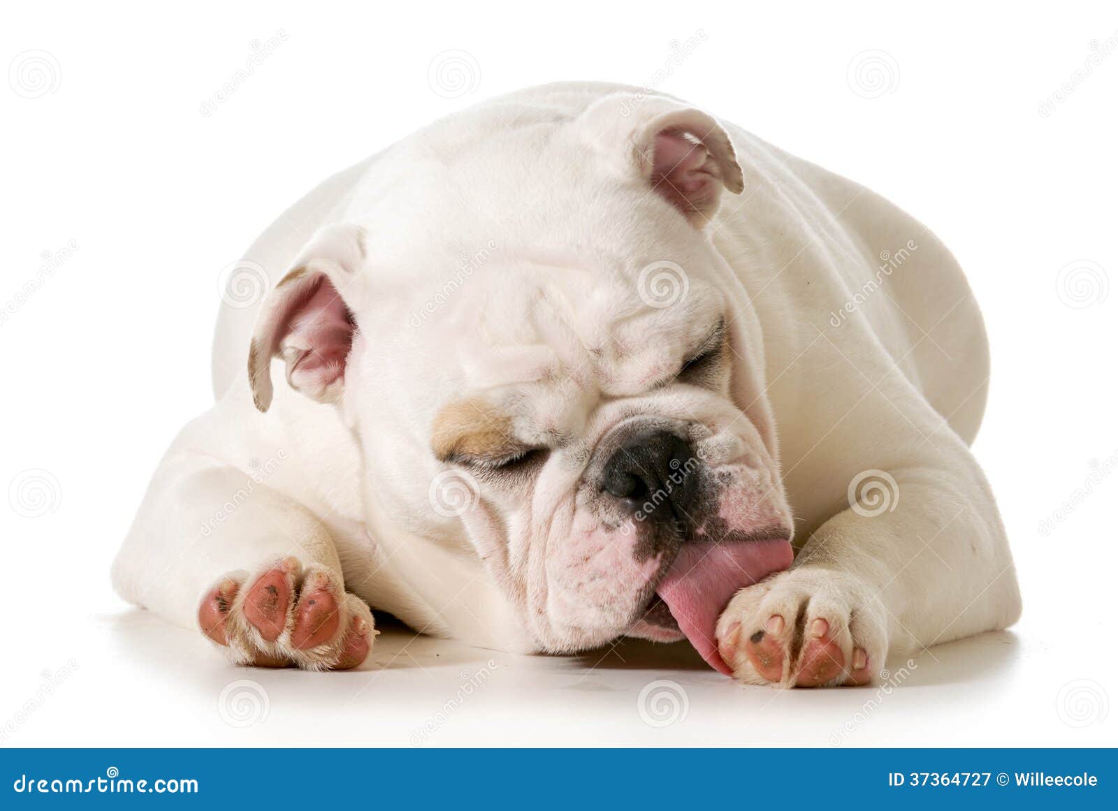 Hund, der Tatze leckt stockbild. Bild von frau, reinigung 37364727