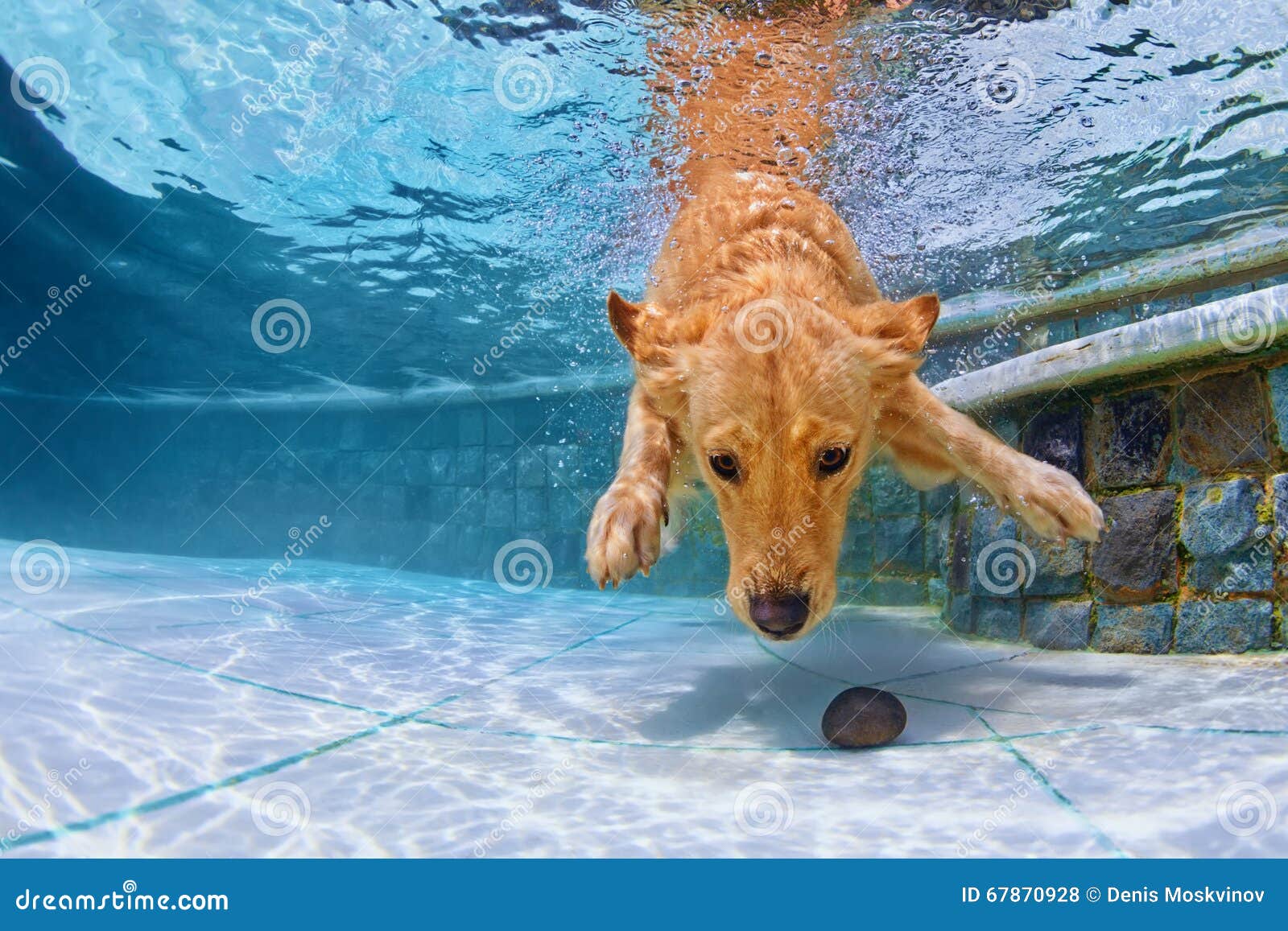 Hund, Der Unter Wasser Im Pool Schwimmt Stockfoto Bild von aktiv