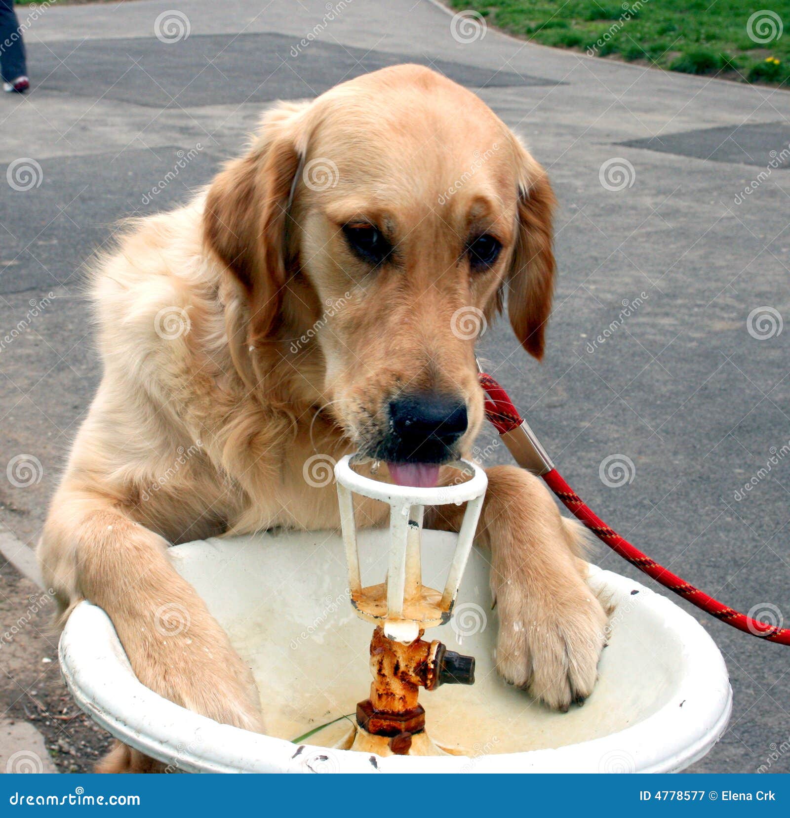 Hund, Der Von Trinkbrunnen Trinkt Stockbild Bild von apportierhund