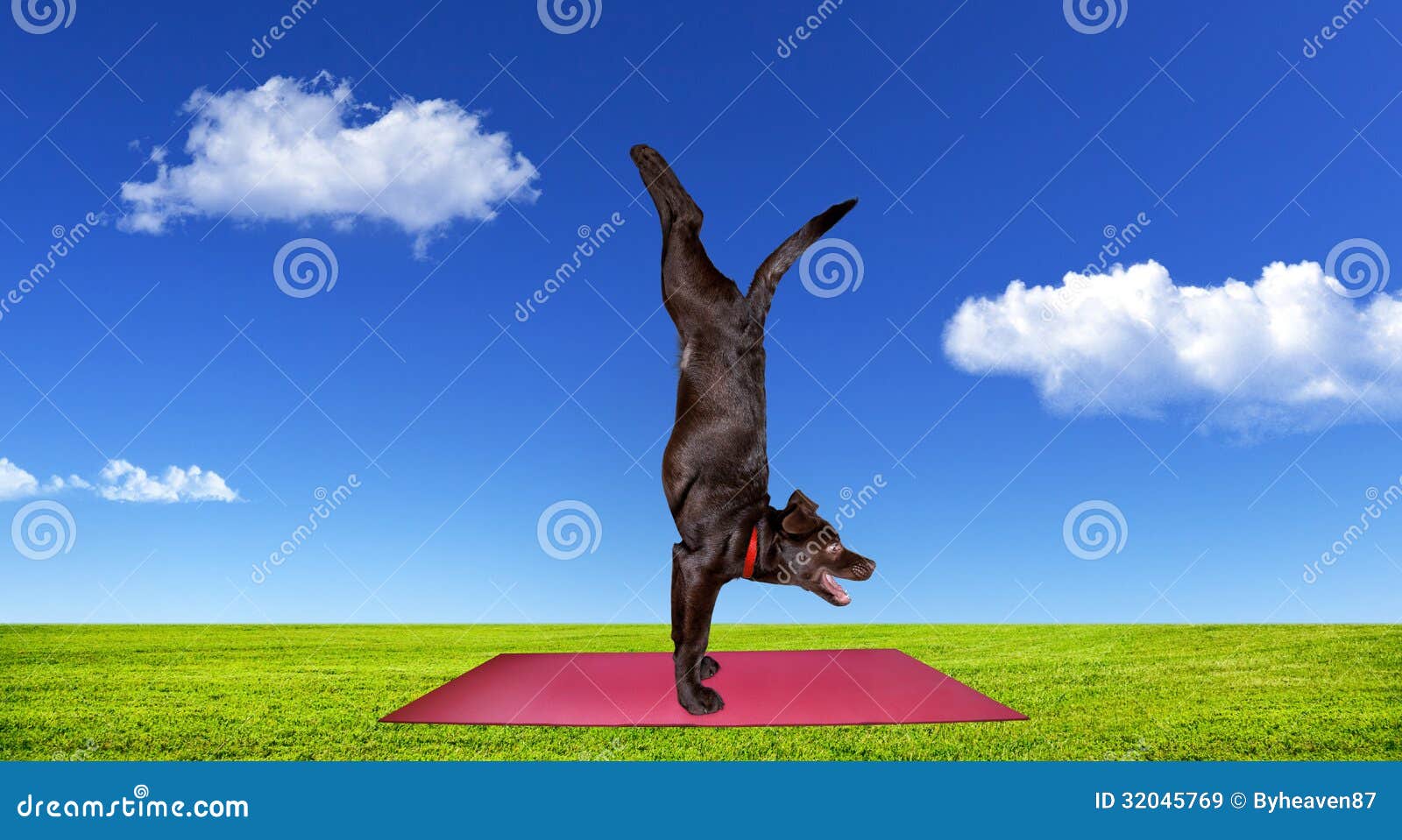 Hund, der Yoga tut stockbild. Bild von gras, harmonie 32045769
