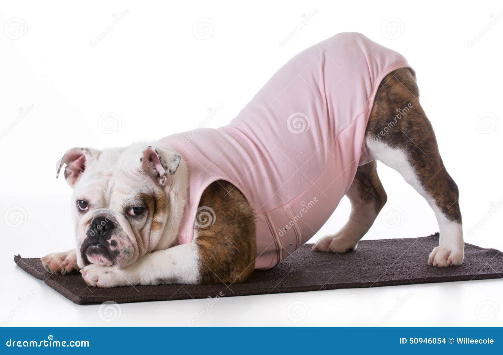 Hund, der Yoga tut stockfoto. Bild von matte, haltungen 50946054