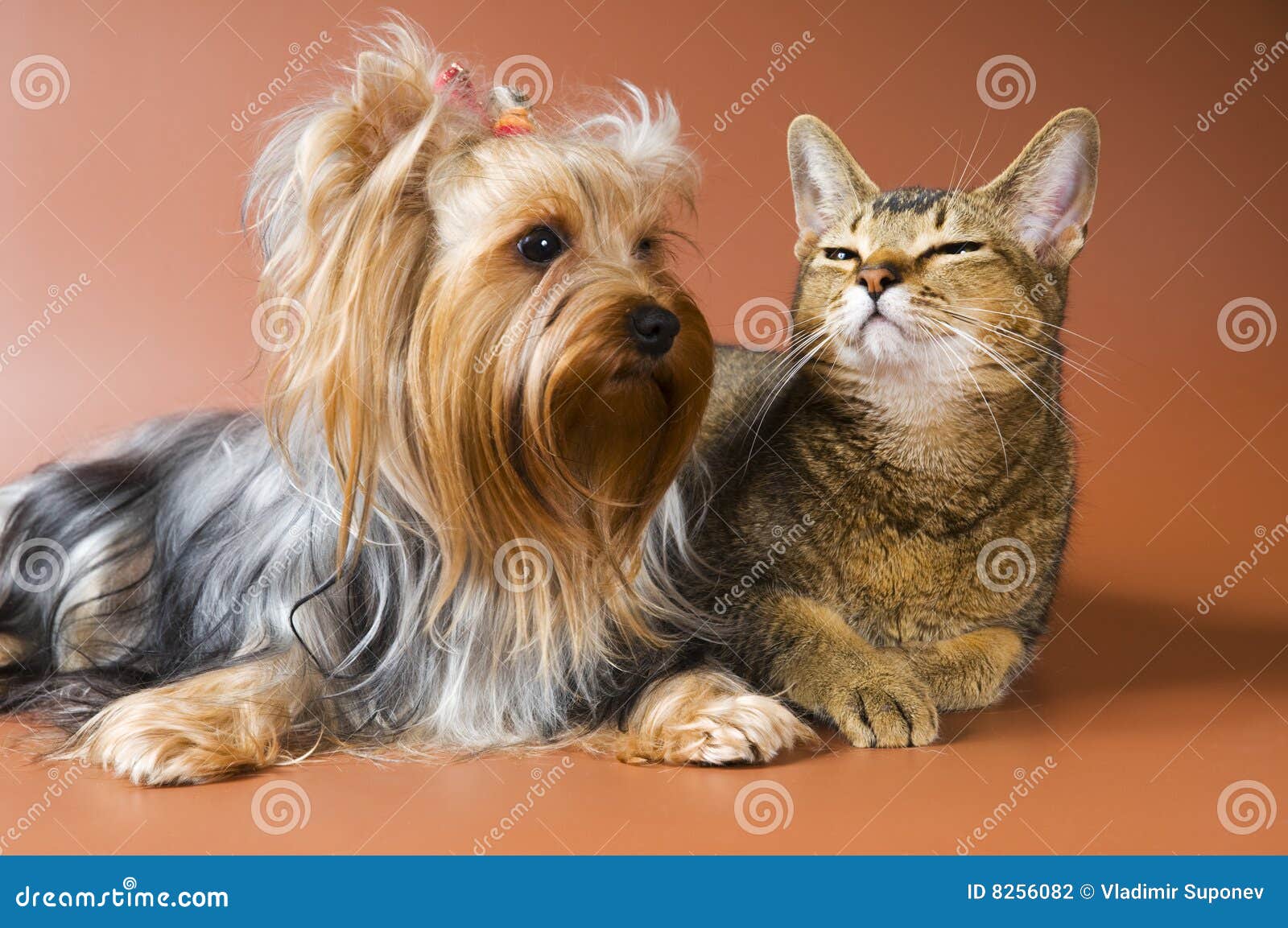 Hund Des Brut Yorkshire-Terriers Und Der Katze Stockfoto ...