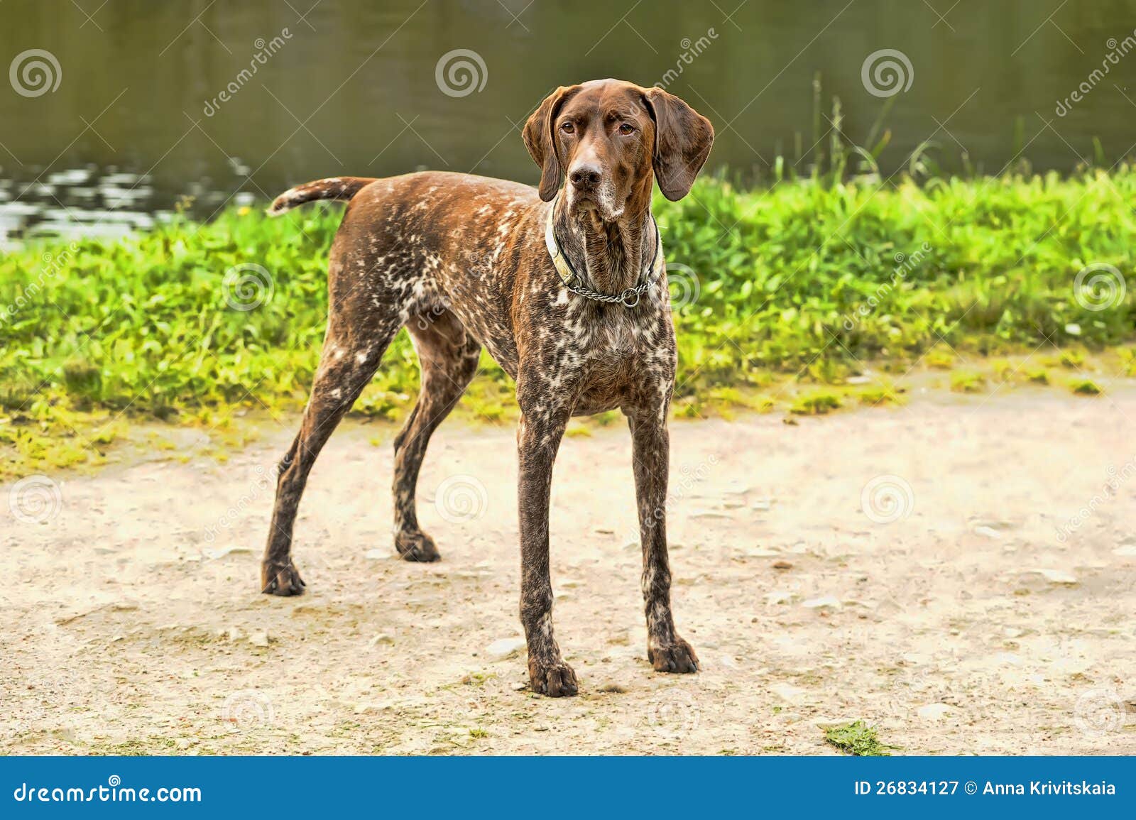 Hund DeutschKurzhaar stockbild. Bild von nadelanzeige 26834127