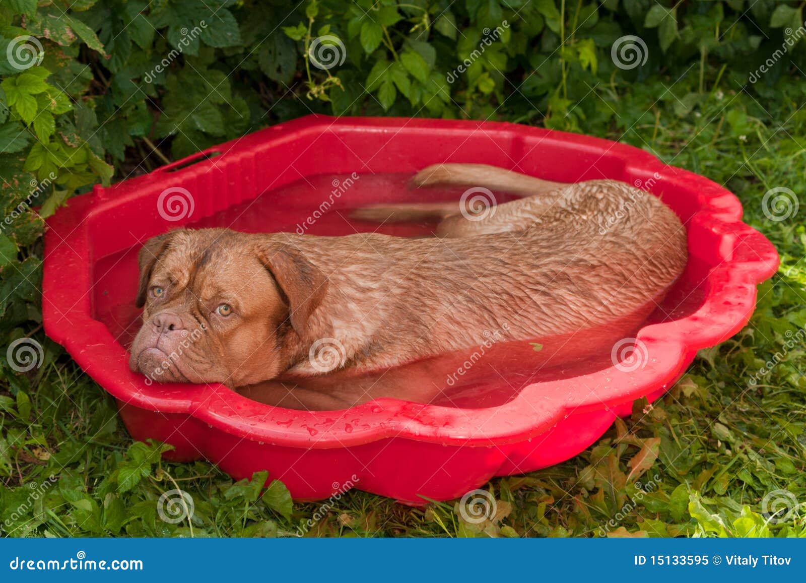 Hund in einem kleinen Pool stockbild. Bild von hunde 15133595
