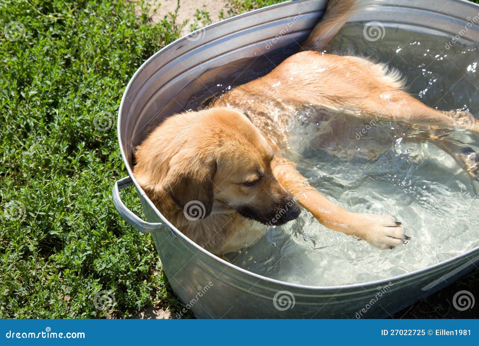 Hund In Einem Pool Im Schutz Stockbild Bild von schützen, säugetier