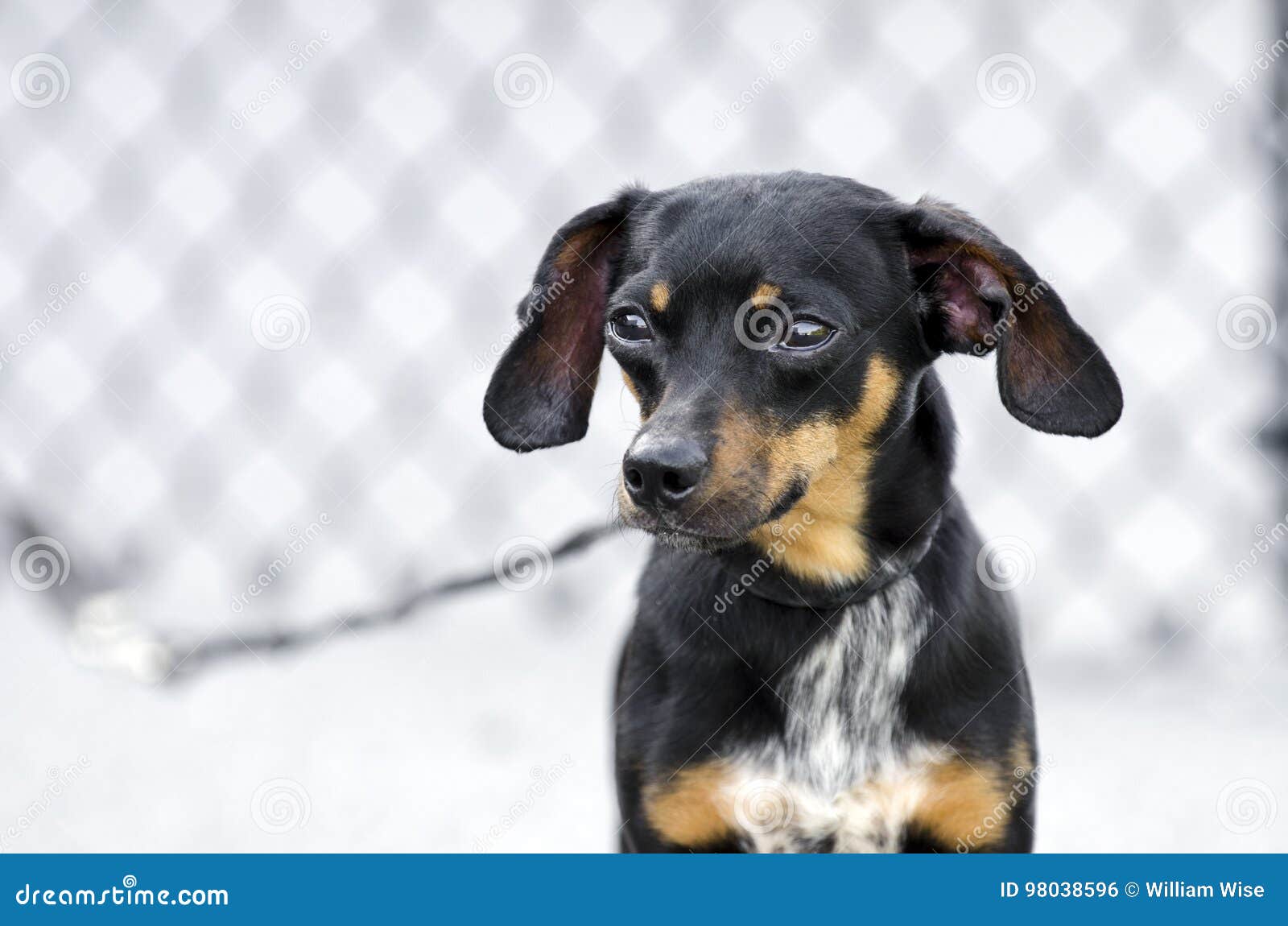 Hund För Avel Chiweenie Chihuahuatax Blandad Arkivfoto - Bild av lyckligt, 98038596