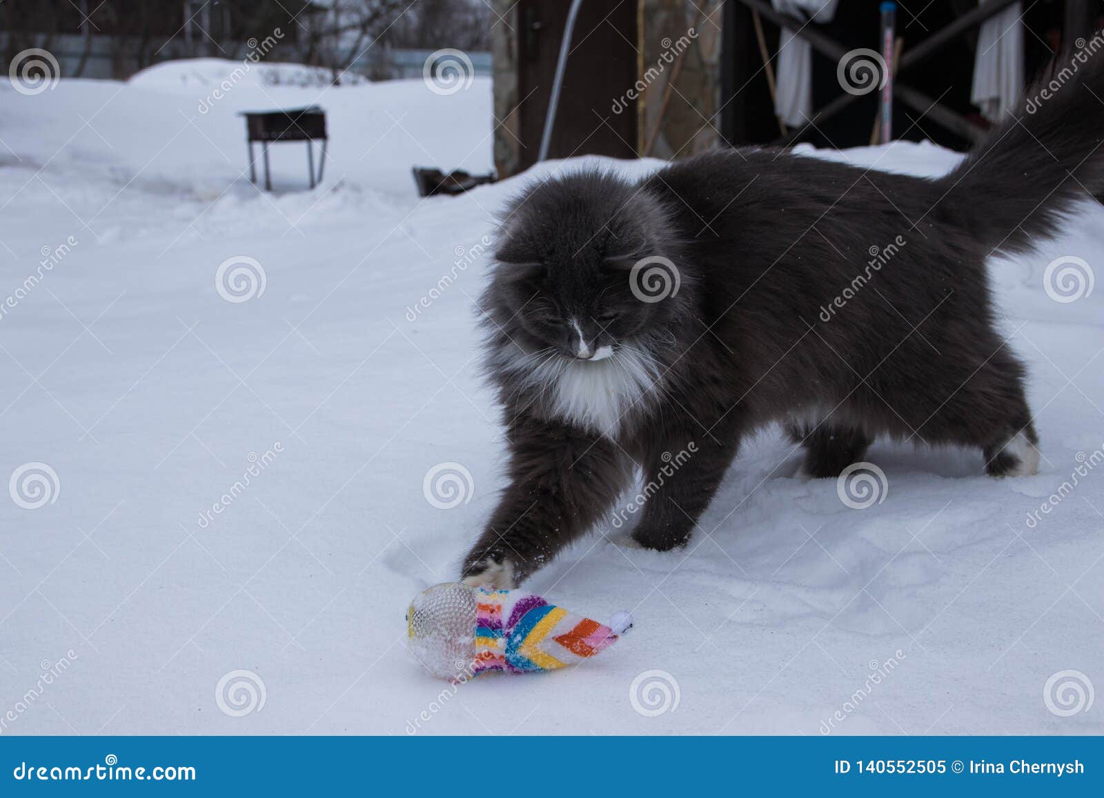 Gullig svartvit hund för engelsk setter som spelar med katten i snö På en molnig vinterdag