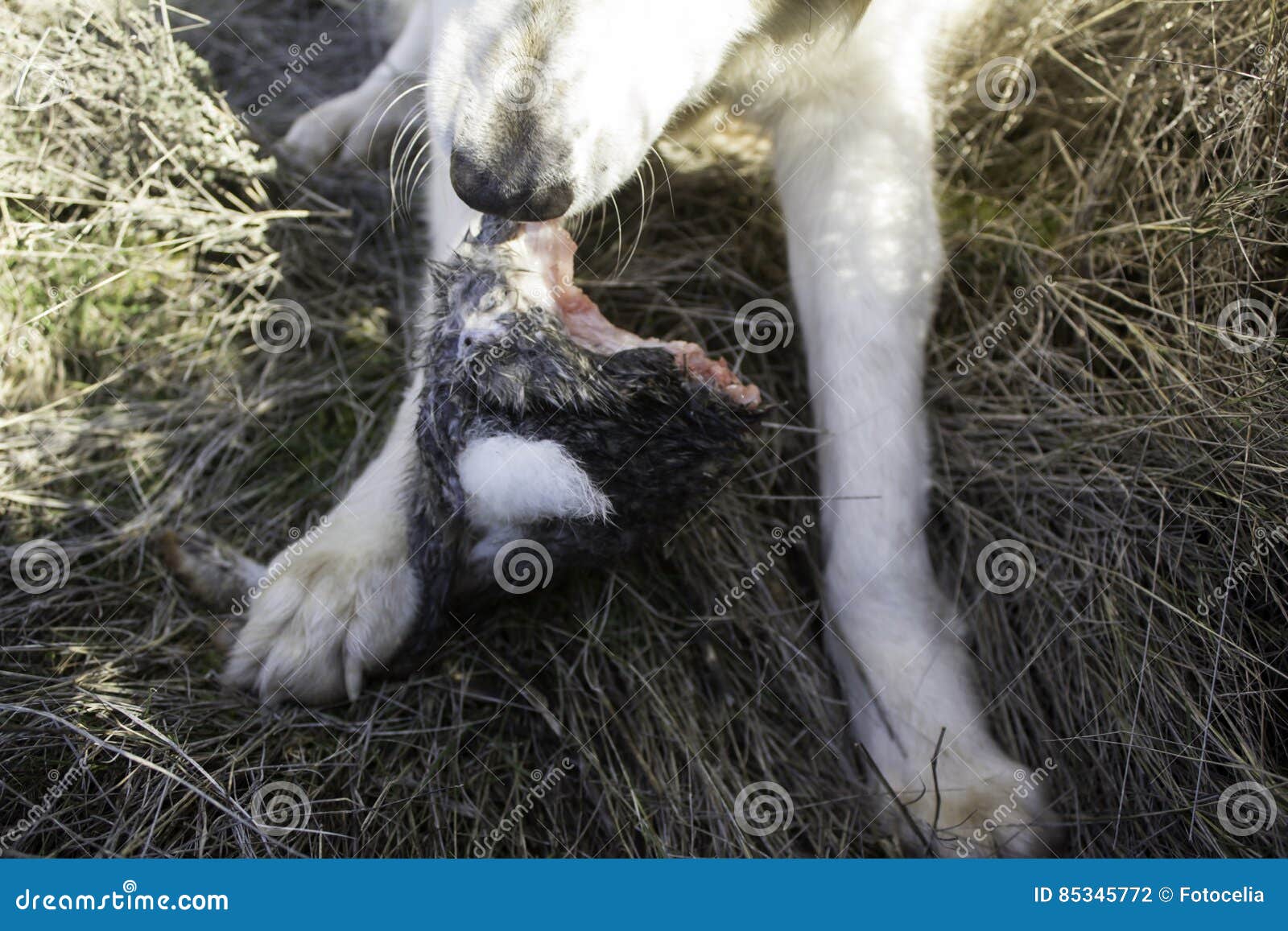 rødme ballon Melting Hund gejagtes Kaninchen stockfoto. Bild von jagd, hunde - 85345772