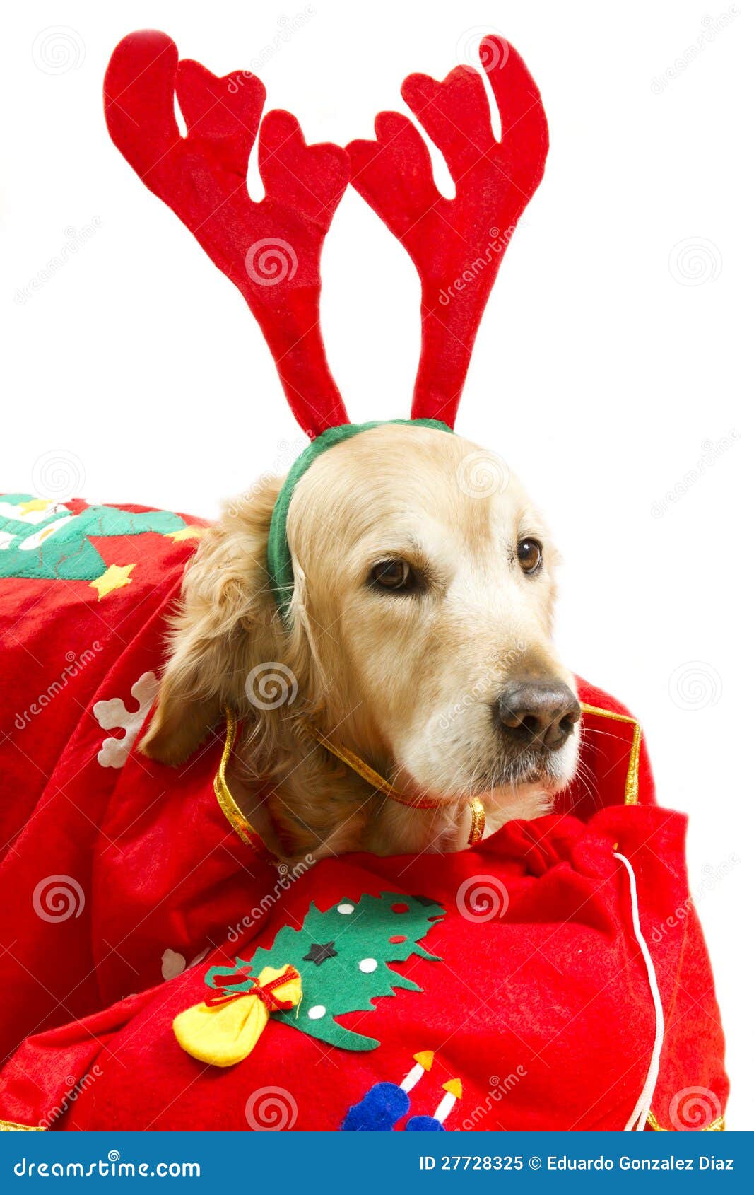 Hund Gekleidet Als Weihnachtsmann Stockbild Bild von sociable