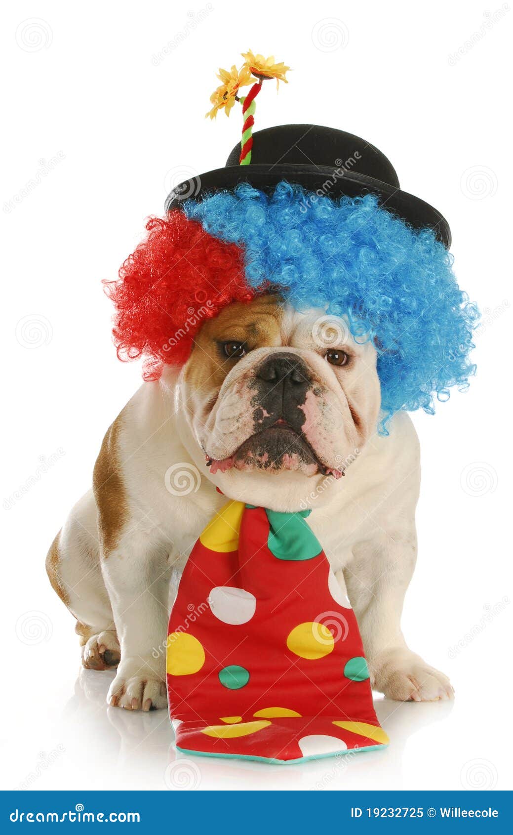 Hund Gekleidet Wie Ein Clown Stockbild Bild von blumen, bulldogge