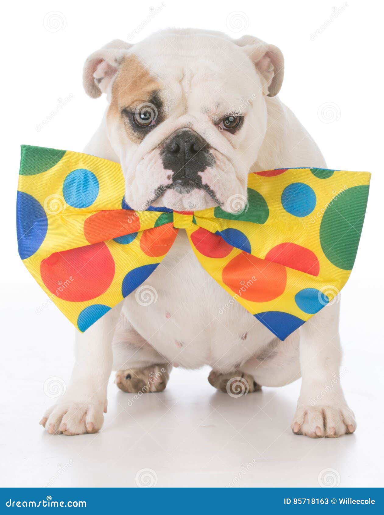 Hund Gekleidet Wie Ein Clown Stockbild Bild von hund, alleine 85718163