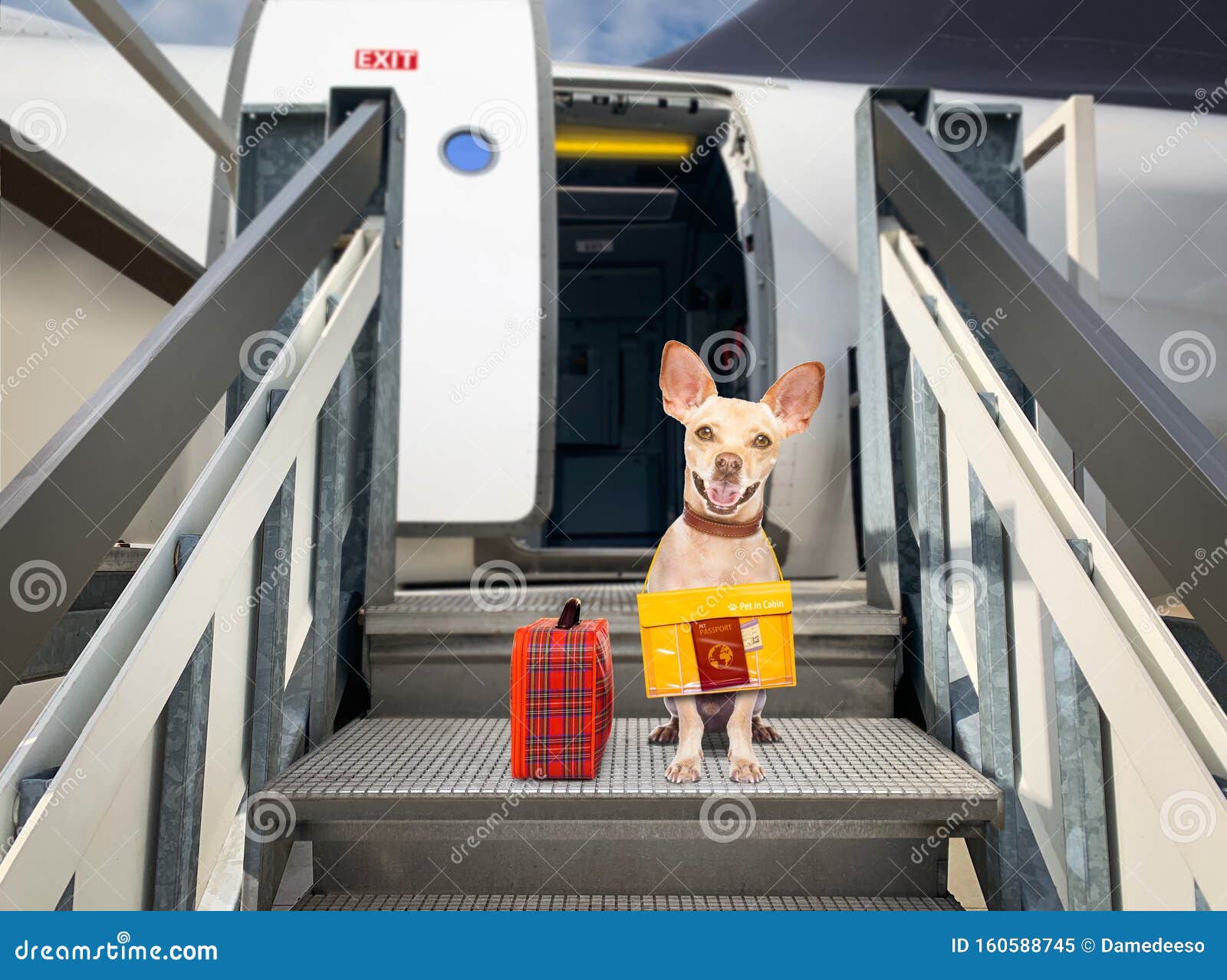 Defekt ærme Rektangel Hund i kabin i flygplan fotografering för bildbyråer. Bild av blidka -  160588745