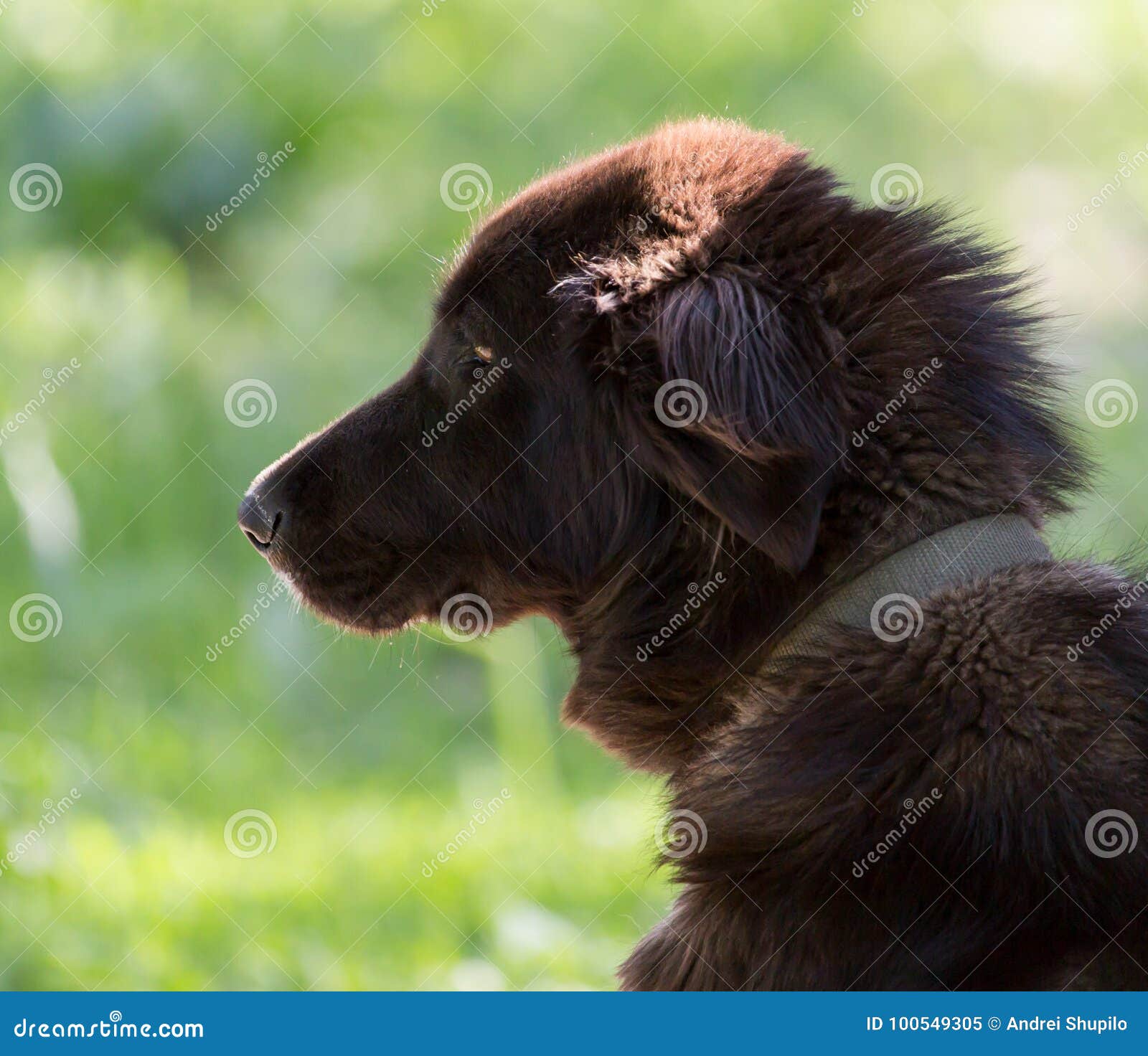 Hund i natur fotografering för bildbyråer. Bild av 100549305
