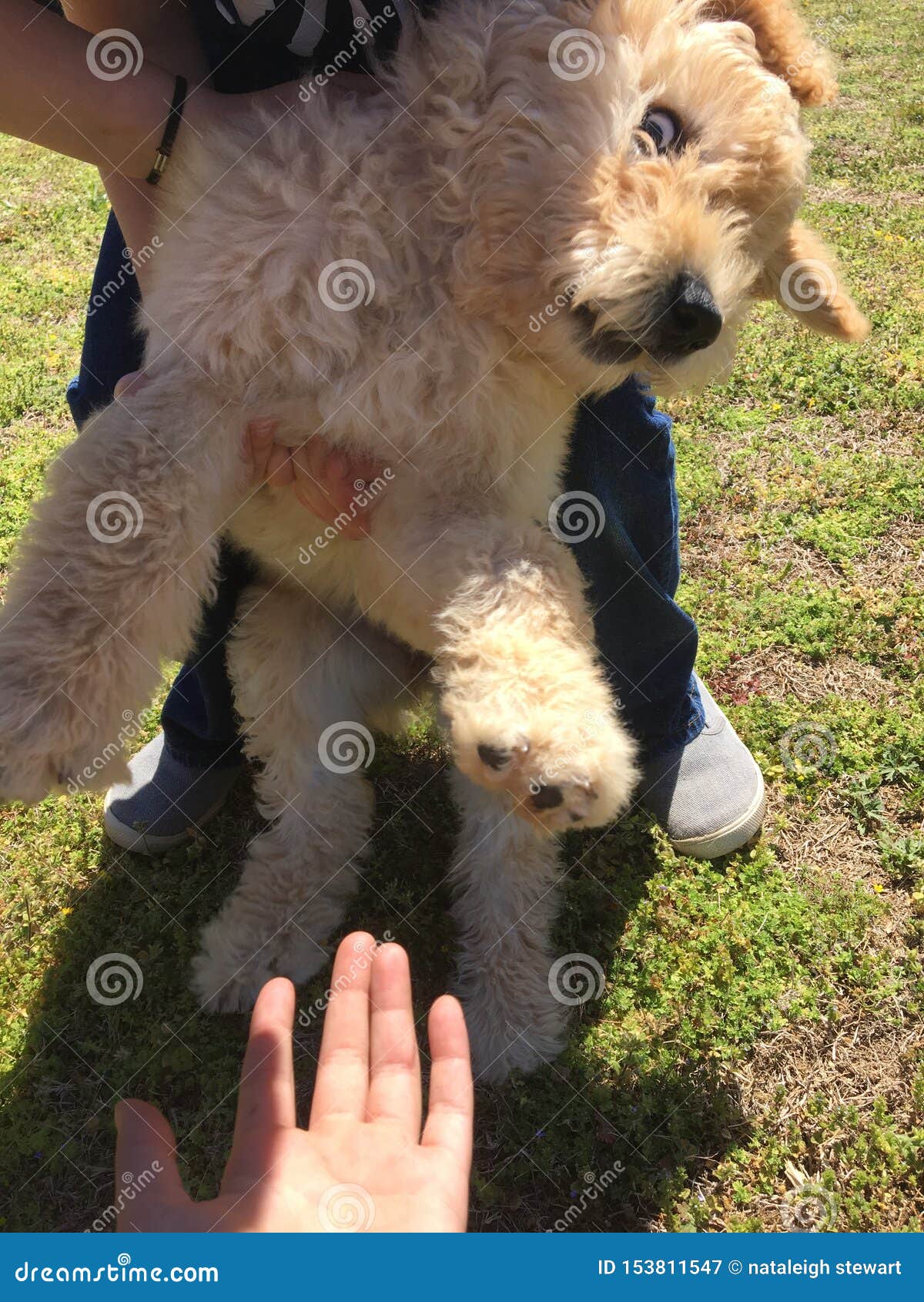 Ich versuchte, diesen Hyper Hund zu streicheln und er schaut ein kleines erschrocken