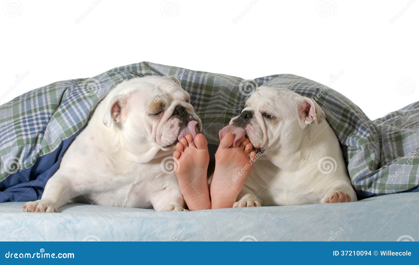 Hund im Bett stockfoto. Bild von füße, genießen, hund 37210094