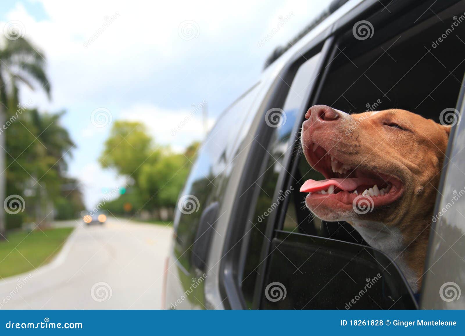 Hund im Fenster stockfoto. Bild von wind, gesetzgebung 18261828