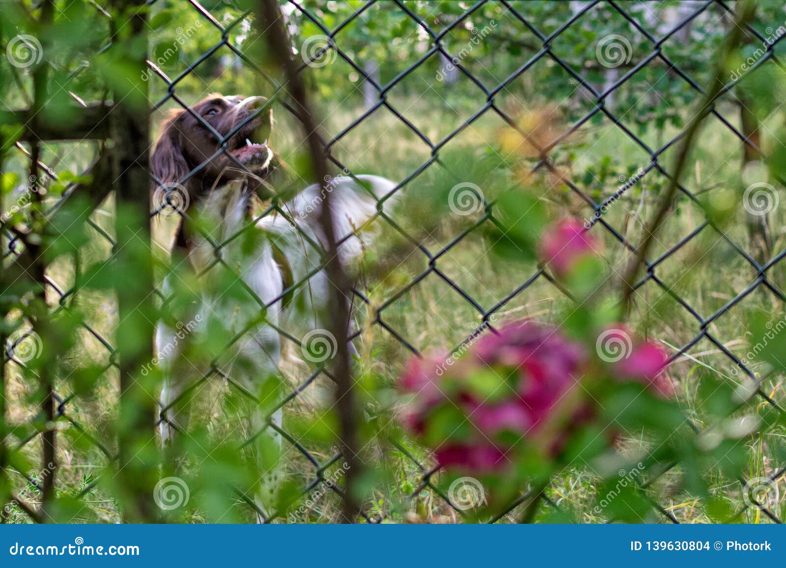 Hund im Garten stockfoto. Bild von laufen, welpe, gras 139630804