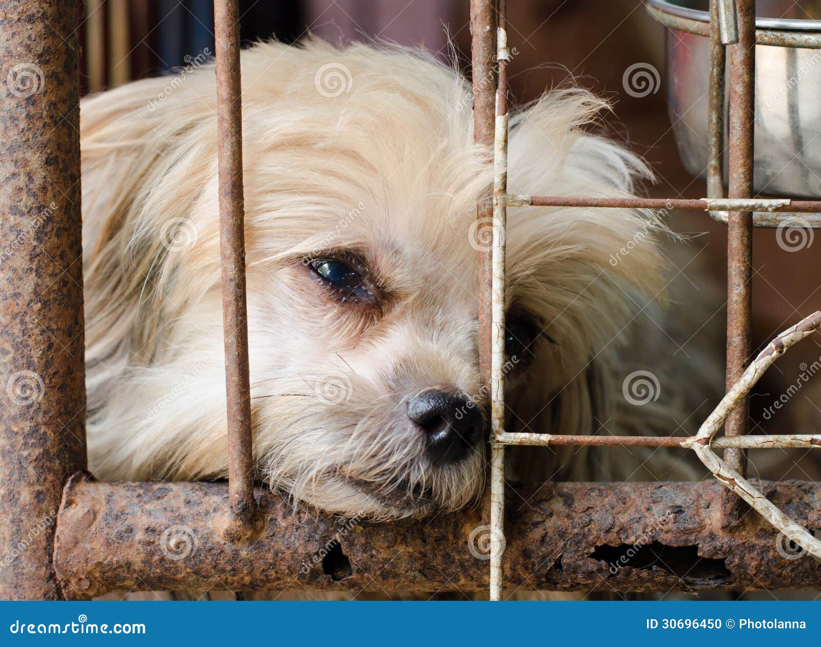 Hund Im Kafig Stockfoto Bild Von Kafig Hund