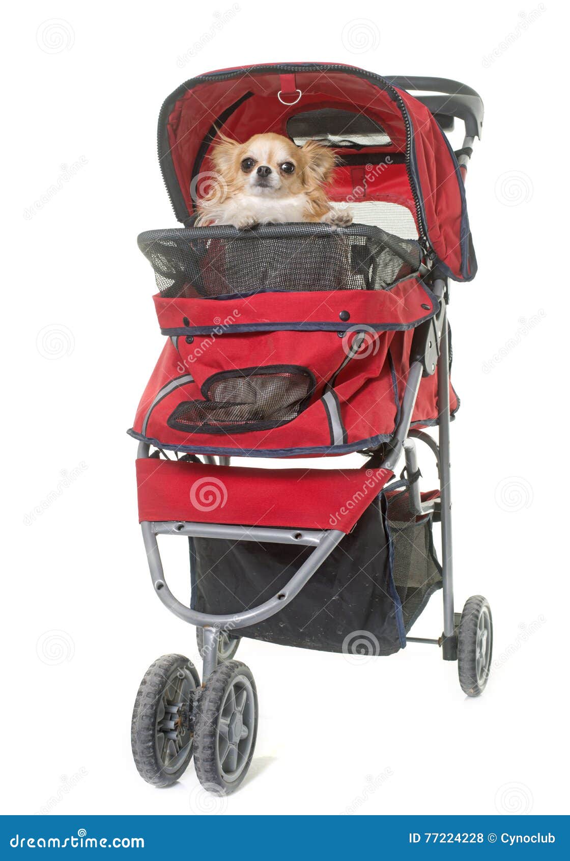 Hund Im Kinderwagen StockFotos Laden Sie 29 RoyaltyFree Fotos herunter