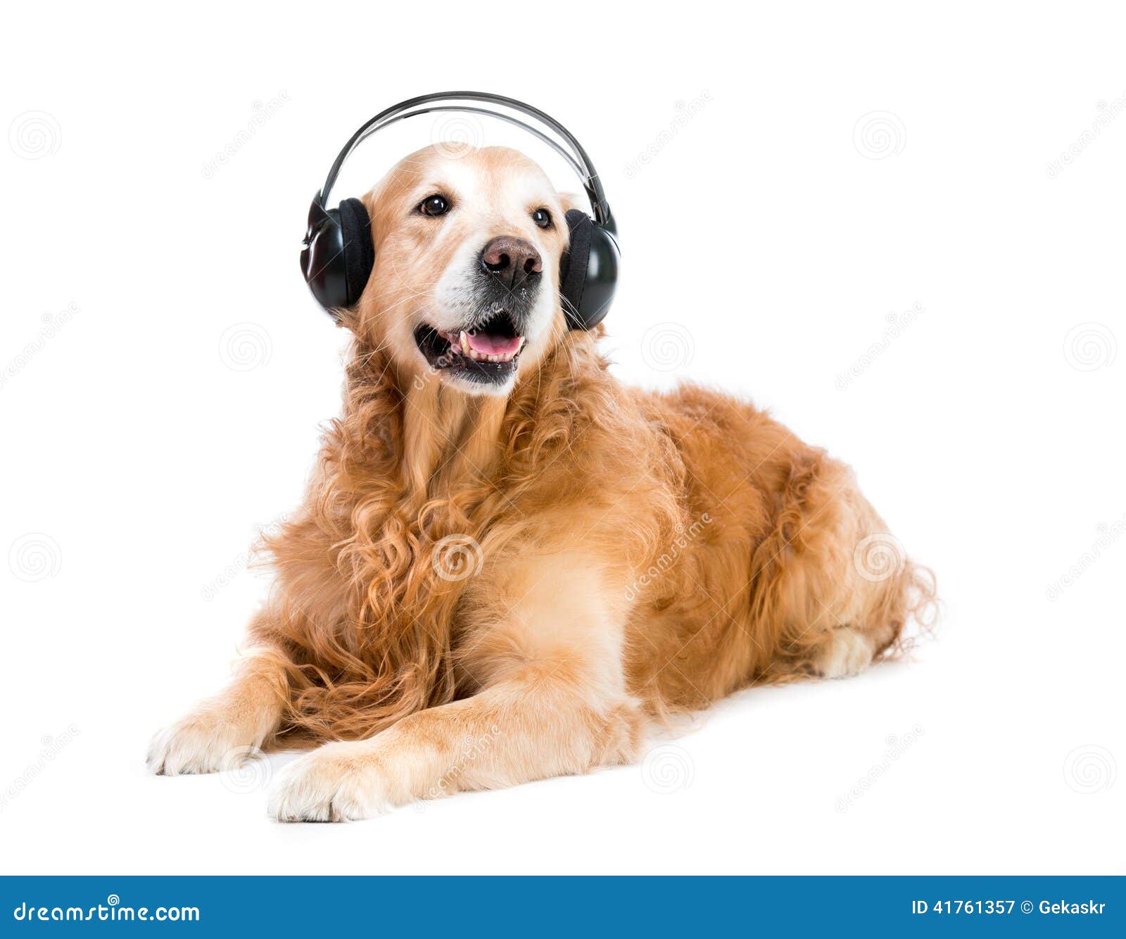 Hund im Kopfhörer stockbild. Bild von nett, getrennt 41761357