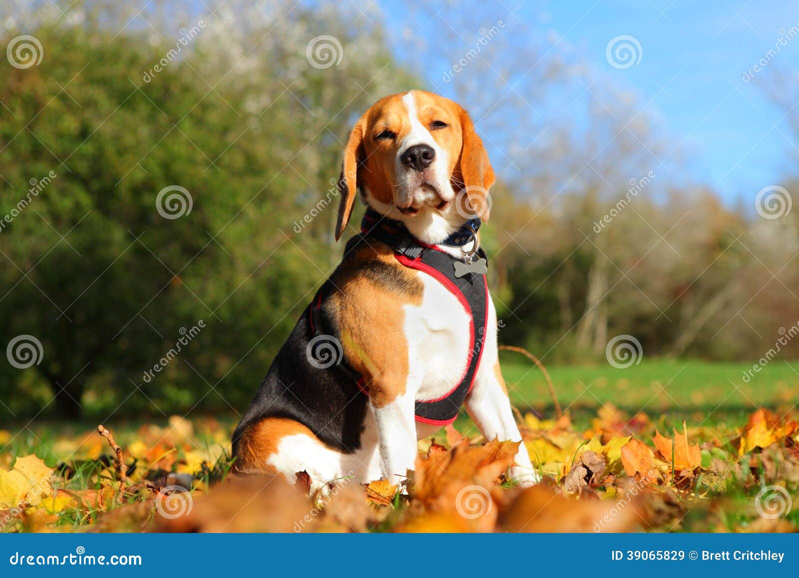 Hund im Park stockbild. Bild von verdrahtung, sonnig 39065829