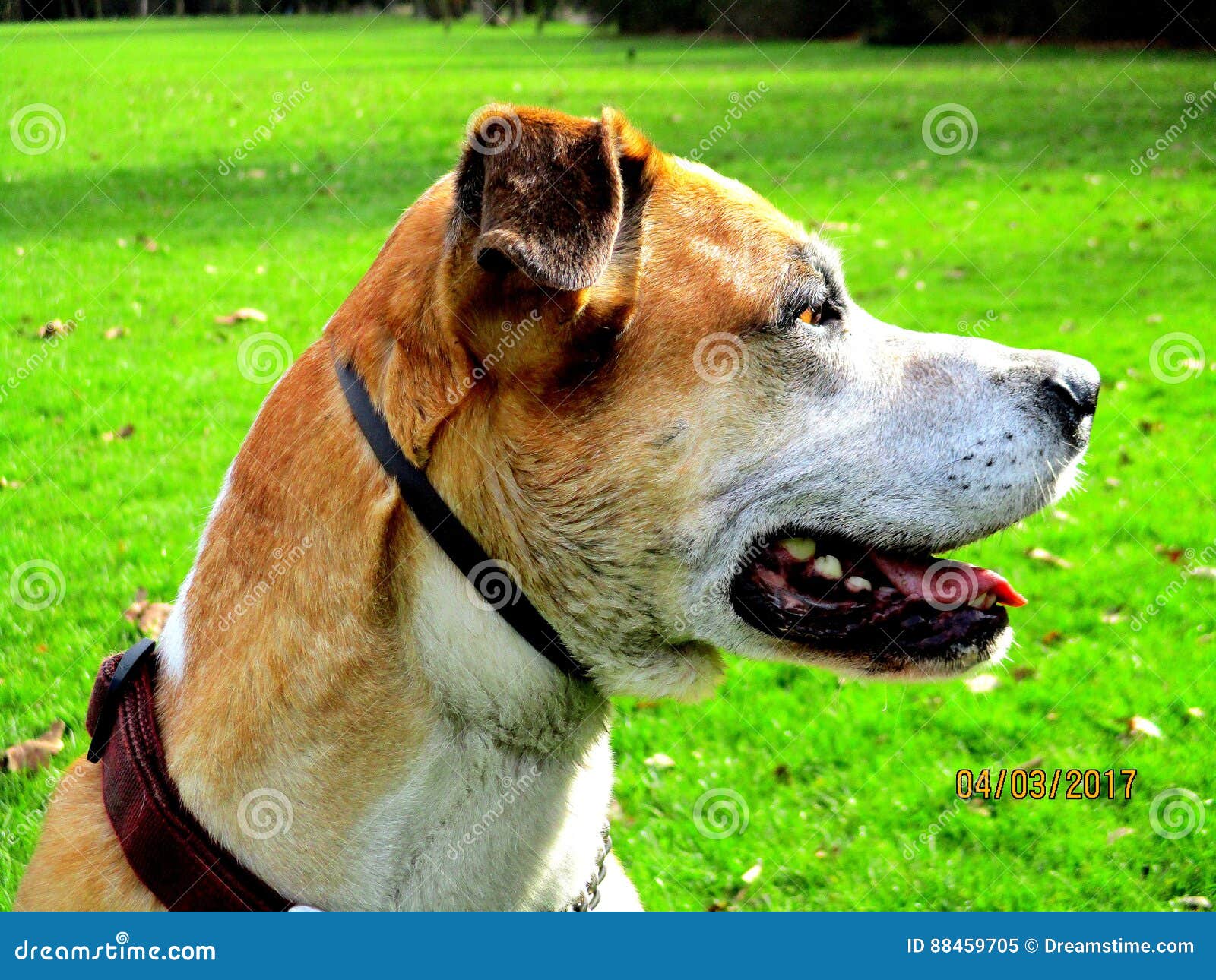 Hund im Park stockbild. Bild von sonnenschein, genießen 88459705