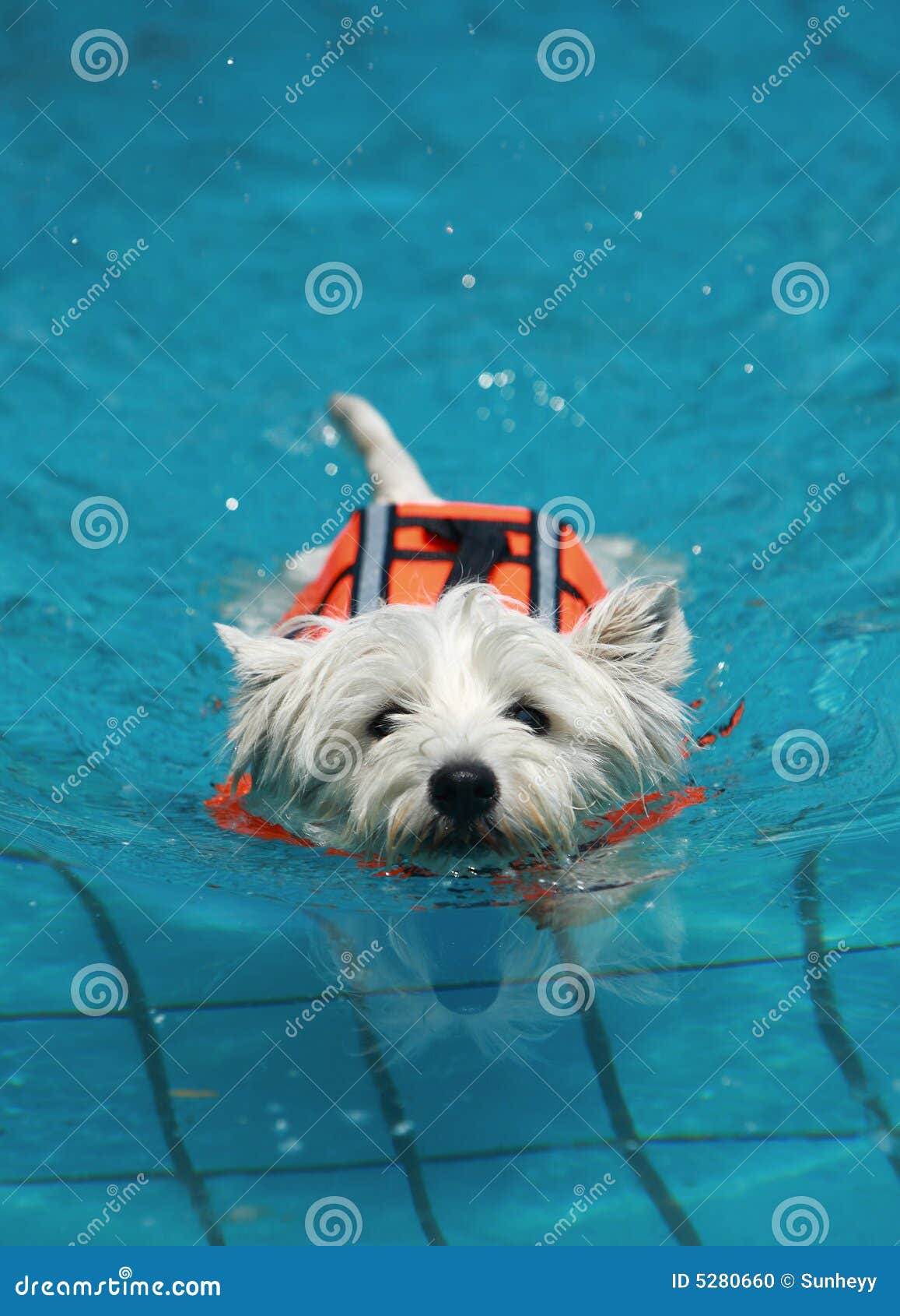 Hund im Pool stockfoto. Bild von spielen, hunde, haustier 5280660