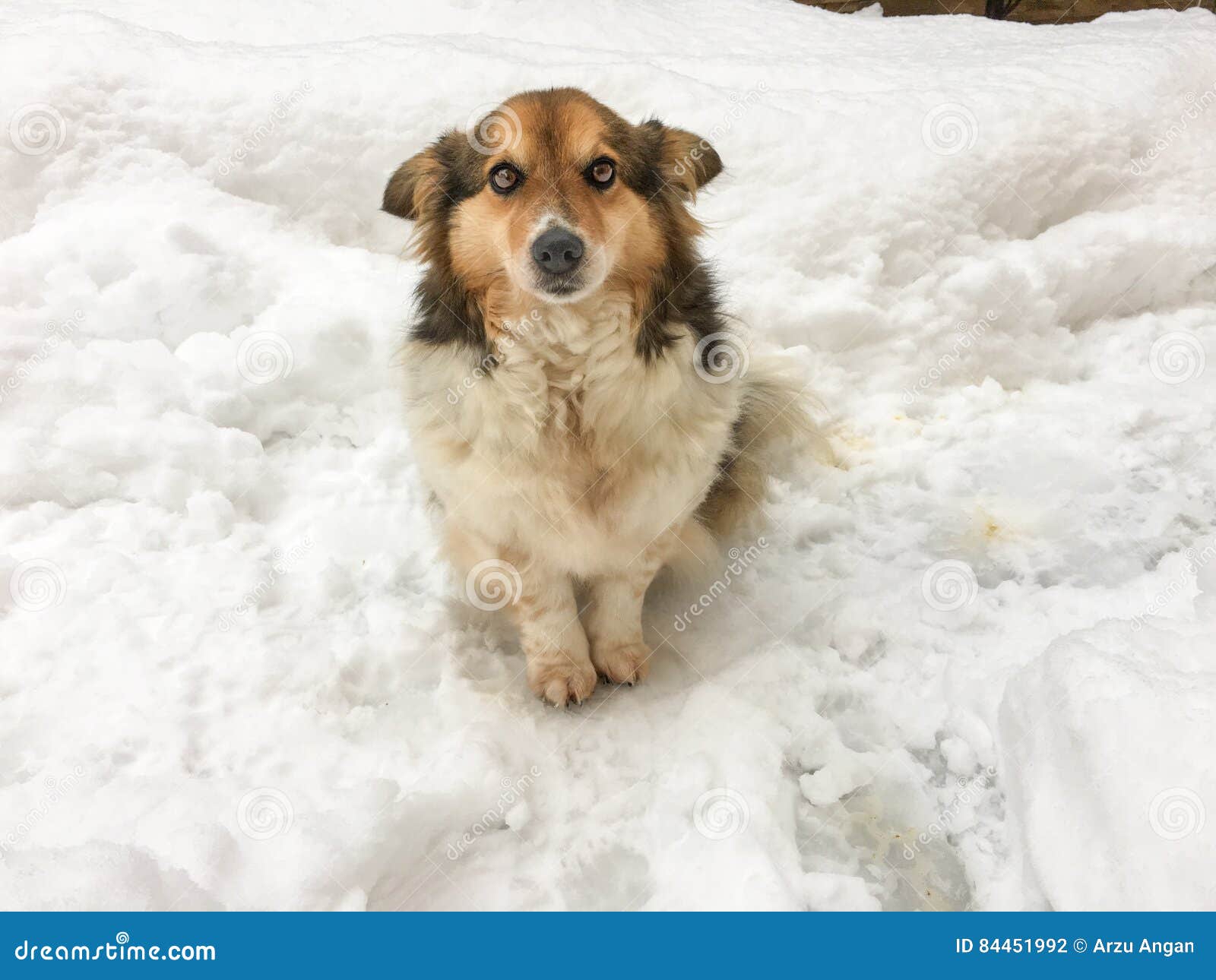 Hund im Schnee stockfoto. Bild von klein, druck 84451992