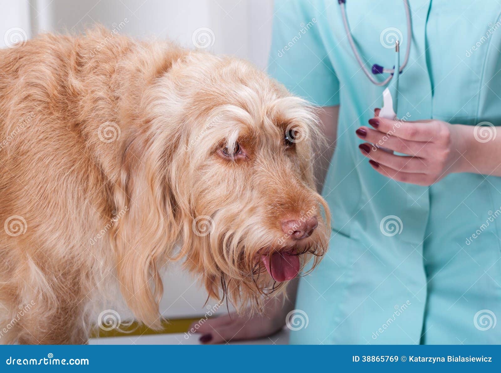 Hund, Innan Att Ta Fotografering för - Bild av doktorer, olagligt: 38865769