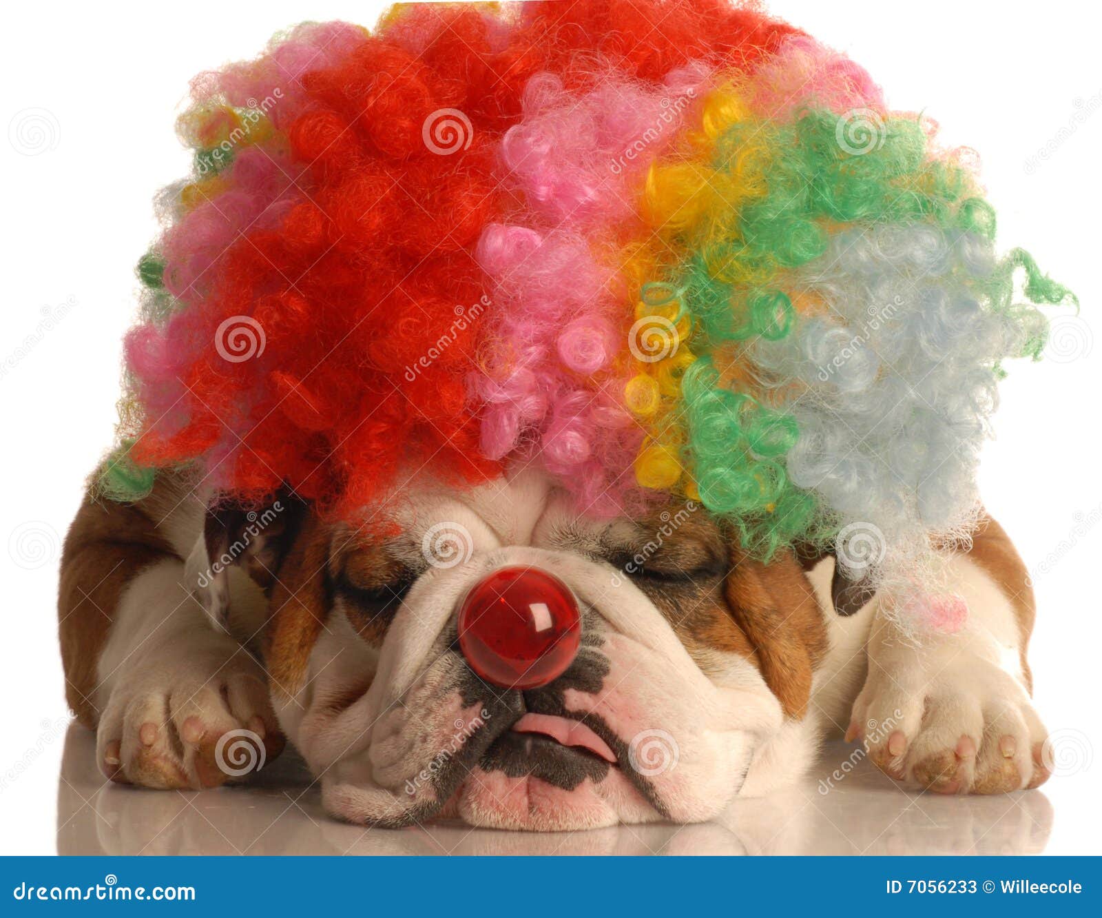 Hund Kleidete Oben Als Clown An Stockbild Bild von brut, adorable