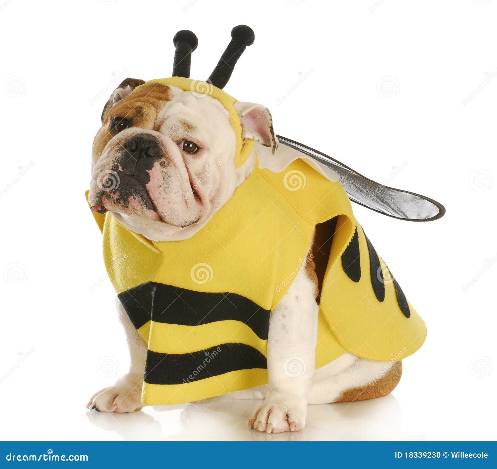 Hund Kleidete Oben Wie Eine Biene An Stockfoto Bild von tier