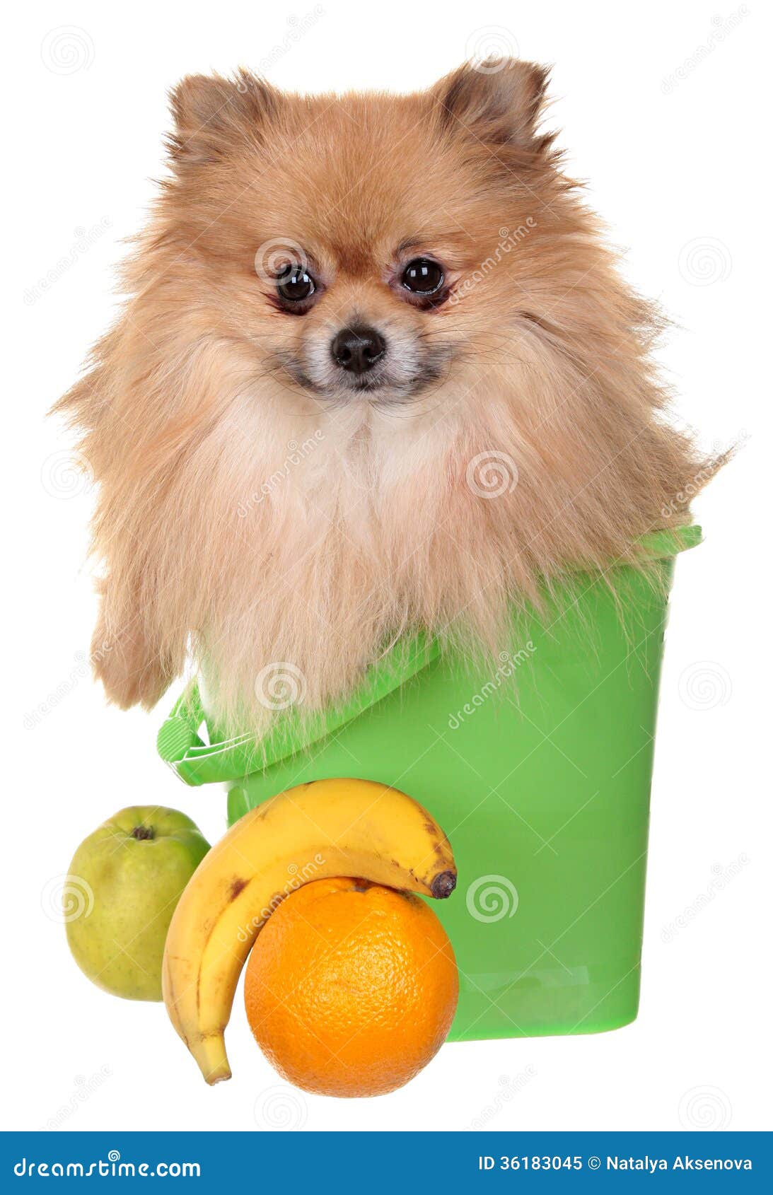 Hund Klein. FotografieStudio Auf Einem Weiß Lizenzfreies Stockfoto